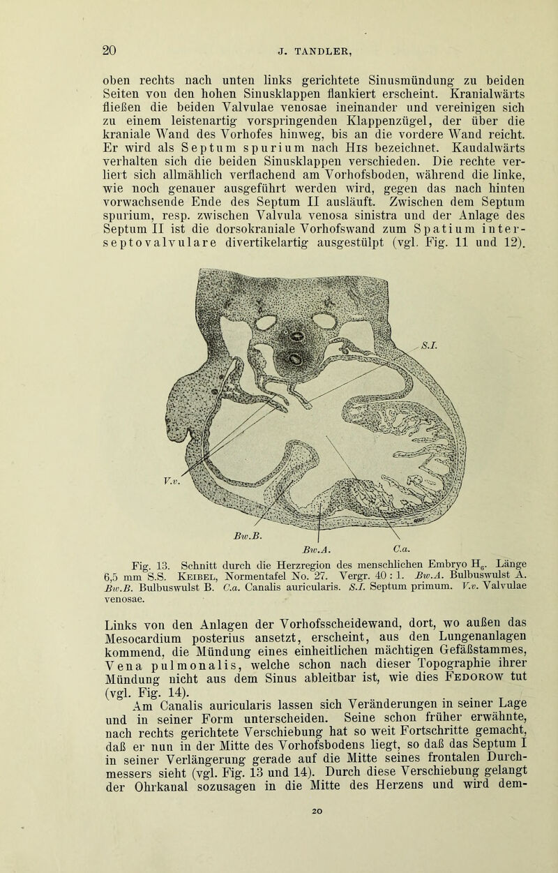 oben rechts nach unten links gerichtete Sinusmündung zu beiden Seiten von den hohen Sinusklappen flankiert erscheint. Kranialwärts fließen die beiden Valvulae venosae ineinander und vereinigen sich zu einem leistenartig vorspringenden Klappenzügel, der über die kraniale Wand des Vorhofes hinweg, bis an die vordere Wand reicht. Er wird als Septum spurium nach His bezeichnet. Kaudalwärts verhalten sich die beiden Sinusklappeu verschieden. Die rechte ver- liert sich allmählich verflachend am Vorhofsboden, während die linke, wie noch genauer ausgeführt werden wird, gegen das nach hinten vorwachsende Ende des Septum II ausläuft. Zwischen dem Septum spurium, resp. zwischen Valvula venosa sinistra und der Anlage des Septum II ist die dorsokraniale Vorhofs wand zum Spatium inter- septovalvulare divertikelartig ausgestülpt (vgl. Fig. 11 und 12). Fig. 13. Schnitt durch die Herzregion des menschlichen Embryo Hg. Länge 6,5 mm S.S. Keibel, Normentafel No. 27. Vergr. 40 : 1. Bw.A. Bulbuswulst A. Bulbuswulst B. C.a. Canalis auricularis. S.I. Septum primum. V.v. Valvulae venosae. Links von den Anlagen der Vorhofsscheidewand, dort, wo außen das Mesocardium posterius ansetzt, erscheint, aus den Lungenanlagen kommend, die Mündung eines einheitlichen mächtigen Gefäßstammes, Vena pulmonalis, welche schon nach dieser Topographie ihrer Mündung nicht aus dem Sinus ableitbar ist, wie dies Fedorow tut (vgl. Fig. 14). Am Canalis auricularis lassen sich Veränderungen in seiner Lage und in seiner Form unterscheiden. Seine schon früher erwähnte, nach rechts gerichtete Verschiebung hat so weit Fortschritte gemacht, daß er nun in der Mitte des Vorhofsbodens liegt, so daß das Septum I in seiner Verlängerung gerade auf die Mitte seines frontalen Durch- messers sieht (vgl. Fig. 13 und 14). Durch diese Verschiebung gelangt der Ohrkanal sozusagen in die Mitte des Herzens und wird dem- 20