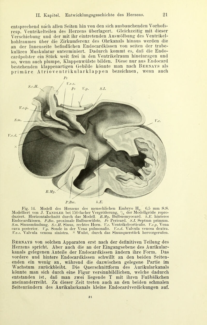 entsprechend nach allen Seiten hin von den sich ausbauchenden Vorhofs- resp. Ventrikelteilen des Herzens überlagert. Gleichzeitig mit dieser Verschiebung und der mit ihr eintretenden Aiiswölbung des Ventrikel- hohlraumes über die Zirkumferenz des Ohrkanals hinaus werden die an der Innenseite befindlichen Endocardkissen von seiten der trabe- kulären Muskulatur unterminiert. Dadurch kommt es, daß die Eudo- cardpolster ein Stück weit frei in den Ventrikelraum hineinragen und so, wenn auch plumpe, Klappeuwülste bilden. Diese nur aus Endocard bestehenden klappeuartigen Gebilde könnte man nach Bernays als primäre Atrioventrikularklappen bezeichnen, wenn auch Pc r.r. P.Biv. h.E. Fig. 14. Modell des Herzens des menschlichen Embryo G,5 mm S.S. Modelliert von J. Tasdler bei 150-facher Vergrößerung, 7s der Modellgröße repro- duziert. Horizontalschnitt durch das Modell, B.My. Bulbusmyocard. h.E. hinteres Endocardkissen. P.Bw. proximale Bulbuswülste. Pc Bericard. S.I. Septum primum. S.m. Sinusmündung. S.r.H. Sinus, rechtes Horn. V.c. Ventrikelcorticalis. V.c.p. Vena cava posterior, f'.p. Sonde in der Vena pulmonalis. V.v.d. Valvula venosa dextra. V.v.u. \Alvula venosa sinistra. Wulst, durch das Sinuscprerstück hervorgerufen. Bernays von solchen Apparaten erst nach der definitiven Teilung des Herzens spricht. Aber auch die an der Eingangsebene des Aurikular- kauals gelegenen Anteile der Endocardkissen ändern ihre Form. Das vordere und hintere Endocardkissen schwillt an den beiden Seiteu- enden ein wenig an, während die dazwischen gelegene Partie im Wachstum zurückbleibt. Die Querschnittform des Aurikularkanals könnte man sich durch eine Figur versinnbildlichen, welche dadurch entstanden ist, daß man zwei liegende T mit ihren Fußbälkchen aneinanderreiht. Zu dieser Zeit treten auch an den beiden schmalen Seitenräudern des Aurikularkanals kleine Endocardverdickungen auf. 21