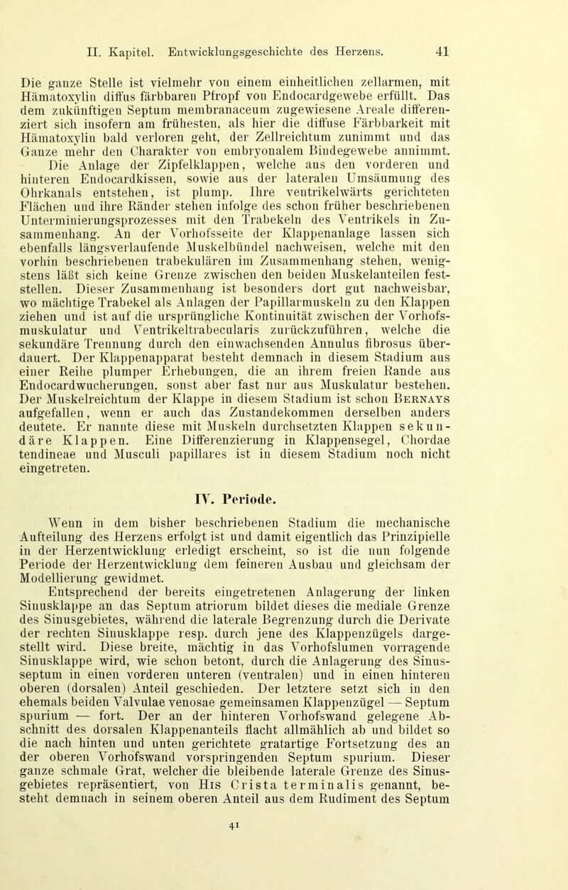 Die gauze Stelle ist vielmehr von einem einheitlichen zellarmen, mit Hämatoxylin diffus färbbaren Pfropf von Endocardgewebe erfüllt. Das dem zukünftigen Septum membranaceum zugewiesene Areale differen- ziert sich insofern am frühesten, als hier die diffuse Färbbarkeit mit Hämatoxylin bald verloren geht, der Zellreichtum zunimmt und das Gauze mehr den Charakter von embryonalem Bindegewebe annimmt. Die Anlage der Zipfelklappen, welche aus den vorderen und hinteren Endocardkissen, sowie aus der lateralen Umsäumung des Ohrkanals entstehen, ist plump. Ihre veutrikelwärts gerichteten Flächen und ihre Ränder stehen infolge des schon früher beschriebenen Untermiuierungsprozesses mit den Trabekeln des Ventrikels in Zu- sammenhang. An der Yorhofsseite der Klappenanlage lassen sich ebenfalls längsveiiaufende Muskelbündel nachweisen, welche mit den vorhin beschriebenen trabekulären im Zusammenhang stehen, wenig- stens läßt sich keine Grenze zwischen den beiden Muskelanteilen fest- stellen. Dieser Zusammenhang ist besonders dort gut nachweisbar, wo mächtige Trabekel als Anlagen der Papillarmuskeln zu den Klappen ziehen und ist auf die ursprüngliche Kontinuität zwischen der Vorhofs- muskulatur und V^entrikeltrabeciilaris zurückzuführen, welche die sekundäre Trennung durch den einwachsenden Annulus fibrosus über- dauert. Der Klappenapparat besteht demnach in diesem Stadium aus einer Reihe plumper Erhebungen, die an ihrem freien Rande aus Endocardwucherungen, sonst aber fast nur aus Muskulatur bestehen. Der Muskelreichtuui der Klappe in diesem Stadium ist schon Bernays aufgefalleu, wenn er auch das Zustandekommen derselben anders deutete. Er nannte diese mit Muskeln durchsetzten Klappen sekun- däre Klappen. Eine Differenzierung in Klappensegel, Chordae tendineae und Musculi papilläres ist in diesem Stadium noch nicht eingetreten. IV. Periode. Wenn in dem bisher beschriebenen Stadium die mechanische Aufteilung des Herzens erfolgt ist und damit eigentlich das Prinzipielle in der Herzentwickluug erledigt erscheint, so ist die nun folgende Periode der Herzentwickluug dem feineren Ausbau und gleichsam der Modellierung gewidmet. Entsprechend der bereits eingetretenen Anlagerung der linken Sinusklai)pe an das Septum atriorurn bildet dieses die mediale Grenze des Sinusgebietes, während die laterale Begrenzung durch die Derivate der rechten Sinusklappe resp. durch jene des Klappeuzügels darge- stellt wird. Diese breite, mächtig in das Vorhofslumen vorragende Sinusklappe wird, wie schon betont, durch die Anlagerung des Sinus- septum in einen vorderen unteren (ventralen) und in einen hinteren oberen (dorsalen) Anteil geschieden. Der letztere setzt sich in den ehemals beiden Valvulae venosae gemeinsamen Klappenzügel — Septum spurium — fort. Der an der hinteren Vorhofswand gelegene Ab- schnitt des dorsalen Klappenauteils flacht allmählich ab und bildet so die nach hinten und unten gerichtete gratartige Fortsetzung des an der oberen Vorhofswand vorspringenden Septum spurium. Dieser ganze schmale Grat, welcher die bleibende laterale Grenze des Sinus- gebietes repräsentiert, von His Crista terminalis genannt, be- steht demnach in seinem oberen Anteil aus dem Rudiment des Septum 41