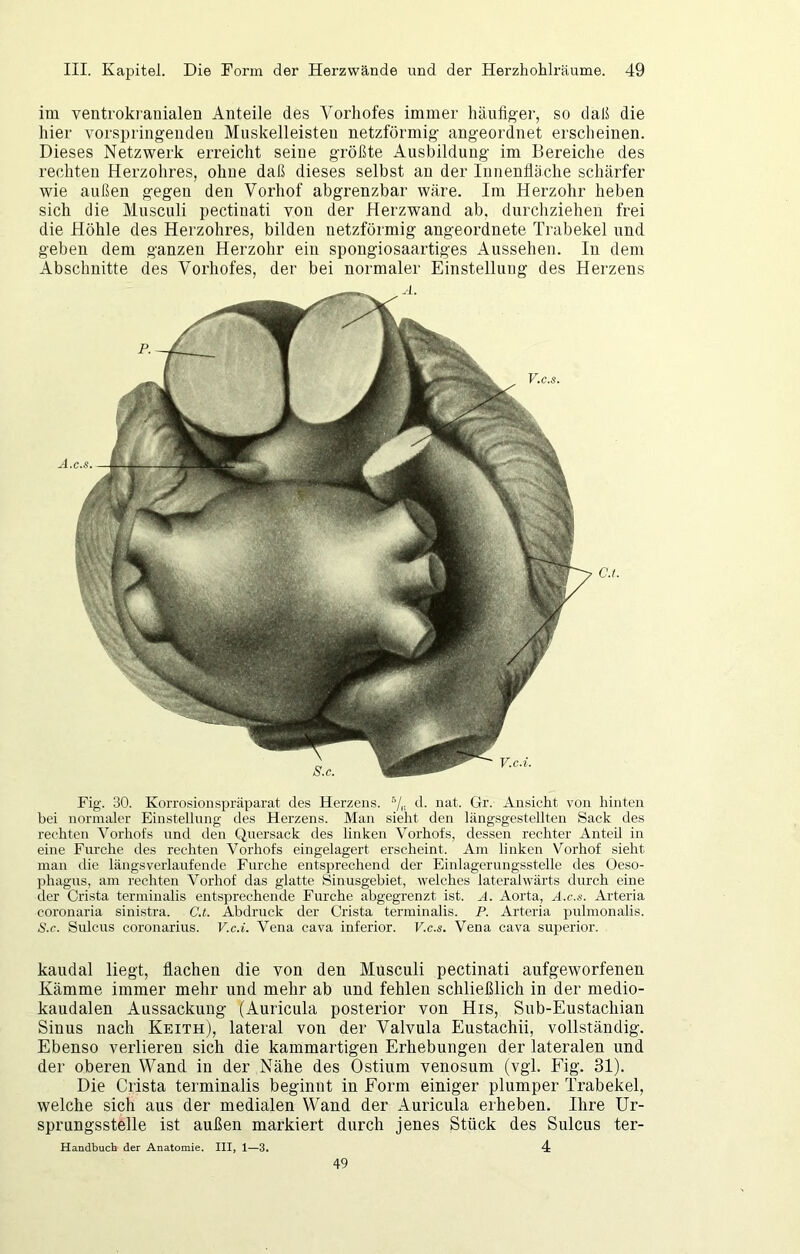 im ventrokranialen Anteile des Vorhofes immer häufiger, so daß die hier vorspringendeu Muskelleisteu netzförmig angeordnet erscheinen. Dieses Netzwerk erreicht seine größte Ausbildung im Bereiche des rechten Herzohres, ohne daß dieses selbst an der InnenÜäche schärfer wie außen gegen den Vorhof abgrenzbar wäre. Im Herzohr heben sich die Musculi pectinati von der Herzwand ab, durchziehen frei die Höhle des Herzohres, bilden netzförmig angeordnete Trabekel und geben dem ganzen Herzohr ein spongiosaartiges Aussehen. In dem Abschnitte des Vorhofes, der bei normaler Einstellung des Herzens .1. A.c.s. Fig. 30. Korrosionspräparat des Herzens. d. nat. Gr. Ansicht von hinten bei normaler Einstellung des Herzens. Man sieht den längsgestellten Sack des rechten Vorhofs und den Quersack des linken Vorhofs, dessen rechter Anteil in eine Furche des rechten Vorhofs eingelagert erscheint. Am linken Vorhof sieht man die längsverlaufende Furche entsprechend der Einlagerungsstelle des Oeso- phagus, am rechten Vorhof das glatte Sinusgebiet, welches lateralwärts durch eine der Crista teriniualis entsprechende Furche abgegrenzt ist. A. Aorta, A.c.«. Arteria coronaria sinistra. C.t. Abdruck der Crista terminalis. P. Arteria pulmonalis. S.c. Sulcus coronarius. V.c.i. Vena cava inferior. V.c.s. Vena cava superior. kaudal liegt, flachen die von den Musculi pectinati aufgeworfenen Kämme immer mehr und mehr ab und fehlen schließlich in der medio- kaudalen Aussackung (Auricula posterior von His, Sub-Eustachian Sinus nach Keith), lateral von der Valvula Eustachii, vollständig. Ebenso verlieren sich die kammartigen Erhebungen der lateralen und der oberen Wand in der Nähe des Ostium venosum (vgl. Fig. 31). Die Crista terminalis beginnt in Form einiger plumper Trabekel, welche sich aus der medialen Wand der Auricula erheben. Ihre Ur- sprungsstelle ist außen markiert durch jenes Stück des Sulcus ter- Handbuch der Anatomie. III, 1—3. 4 V.C.S. V.c.i. 49