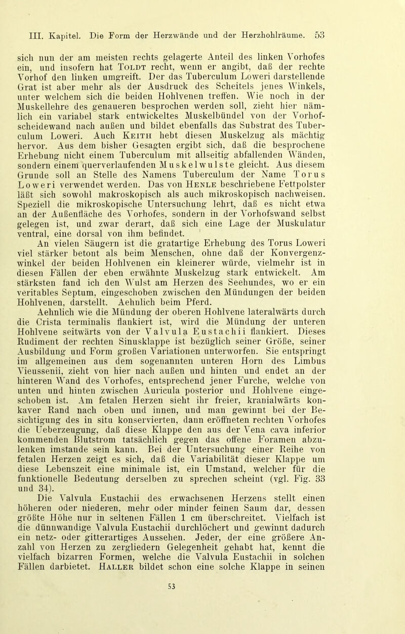 sich uun der am meisten rechts gelagerte Anteil des linken Vorhofes ein, und insofern hat Toldt recht, wenn er angibt, daß der i’echte Vorhof den linken umgreift. Der das Tuberculum Loweri darstellende Grat ist aber mehr als der Ausdruck des Scheitels jenes Winkels, unter welchem sich die beiden Hohlvenen treffen. Wie noch in der Muskellehre des genaueren besprochen werden soll, zieht hier näm- lich ein variabel stark entwickeltes Muskelbündel von der Vorhof- scheidewand nach außen und bildet ebenfalls das Substrat des Tuber- culum Loweri. Auch Keith hebt diesen Muskelzug als mächtig hervor. Aus dem bisher Gesagten ergibt sich, daß die besprochene Erhebung nicht einem Tuberculum mit allseitig abfallenden Wänden, sondern einem querverlaufenden Muskelwulste gleicht. Aus diesem Gruude soll au Stelle des Namens Tuberculum der Name Torus Loweri verwendet werden. Das von Henle beschriebene Fettpolster läßt sich sowohl makroskopisch als auch mikroskopisch nachweisen. Speziell die mikroskopische Untersuchung lehrt, daß es nicht etwa an der Außenfläche des Vorhofes, sondern in der Vorhofswand selbst gelegen ist, und zwar derart, daß sich eine Lage der Muskulatur ventral, eine dorsal von ihm befindet. An vielen Säugern ist die gratartige Erhebung des Torus Loweri viel stärker betont als beim Menschen, ohne daß der Kouvergenz- winkel der beiden Hohlveuen ein kleinerer würde, vielmehr ist in diesen Fällen der eben erwähnte Muskelzug stark entwickelt. Am stärksten fand ich den M'ulst am Herzen des Seehundes, wo er ein veritables Septum, eingeschoben zwischen den Mündungen der beiden Hohlvenen, darstellt. Aehnlich beim Pferd. Aehnlich wie die Mündung der oberen Hohlvene lateralwärts durch die Crista terminalis flankiert ist, wird die Mündung der unteren Hohlveue seitwärts von der Valvula Eustachii flankiert. Dieses Rudiment der rechten Sinusklappe ist bezüglich seiner Größe, seiner Ausbildung und Form großen Variationen unterworfen. Sie entspringt im allgemeinen aus dem sogenannten unteren Horn des Limbus Vieussenii, zieht von hier nach außen und hinten und endet an der hinteren Wand des Vorhofes, entsprechend jener Furche, welche von unten und hinten zwischen Auricula posterior und Hohlvene einge- schoben ist. Am fetalen Herzen sieht ihr freier, krauialwärts kon- kaver Rand nach oben und innen, und man gewinnt bei der Be- sichtigung des in situ konservierten, daun eröffneten rechten Vorhofes die Ueberzeugung, daß diese Klappe den aus der Vena cava inferior kommenden Blutstrom tatsächlich gegen das offene Foramen abzu- lenken imstande sein kann. Bei der Untersuchung einer Reihe von fetalen Herzen zeigt es sich, daß die Variabilität dieser Klappe um diese Lebenszeit eine minimale ist, ein Umstand, welcher für die funktionelle Bedeutung derselben zu sprechen scheint (vgl. Fig. 33 und 34). Die Valvula Eustachii des erwachsenen Herzens stellt einen höheren oder niederen, mehr oder minder feinen Saum dar, dessen größte Höhe nur in seltenen Fällen 1 cm überschreitet. Vielfach ist die dünnwandige Valvula Eustachii durchlöchert und gewinnt dadurch ein netz- oder gitterartiges Aussehen. Jeder, der eine größere An- zahl von Herzen zu zergliedern Gelegenheit gehabt hat, kennt die vielfach bizarren Formen, welche die Valvula Eustachii in solchen Fällen darbietet. Haller bildet schon eine solche Klappe in seinen 53