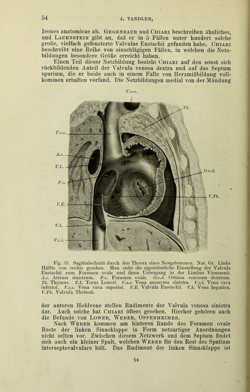 Icones anatomicae ab. Gegenbaur und Chiari beschreiben ähnliches, und Lauenstein gibt an, daß er in 5 Fällen unter hundert solche große, vielfach gefensterte Valvulae Eustachii gefunden habe. Chiari beschreibt eine Reihe von einschlägigen Fällen, in welchen die Netz- bildungen besondere Größe erreicht haben. Einen Teil dieser Netzbildung bezieht Chiari auf den sonst sich rückbildenden Anteil der Valvula venosa dextra und auf das Septum spurium, die er beide auch in einem Falle von Herzmißbildung voll- kommen erhalten vorfand. Die Netzbildungen medial von der Mündung V.a.s. V.C.S. A.s. T.L. F.o V.E. V.h. V.c.i, O.v.d. V.Th. Fig. 33. Sagittalschnitt durch den Thorax eines Neugeborenen. Nat. Gr. Linke Hälfte von rechts gesehen. Man sieht die eigentümhche Einstellung der Valviüa Eustachii zum Foramen ovale und ihren Uebergang in der Limbus Vieussenii. H.s. Atrium sinistrum. F.o. Forameu ovale. O.v.d. Ostium venosum dextrum. Th. Thymus. T.L. Torus Loweri. V.a.s. Vena auonyma sinistra. V.c.i. Vena cava inferior. V.c.s. Vena cava superior. V.E. Valvula Eustachii. V.h. Vena hei^atica. V.Th. Valvula Thebesii. der unteren Hohlvene stellen Rudimente der Valvula venosa sinistra dar. Auch solche hat Chiari öfters gesehen. Hierher gehören auch die Befunde von Lower, Weber, Oppenheimer. Nach Weber kommen am hinteren Rande des Foramen ovale Reste der linken Sinusklappe in Form netzartiger Anordnungen nicht selten vor. Zwischen diesem Netzwerk und dem Septum findet sich auch ein kleiner Spalt, welchen Weber für den Rest des Spatium interseptovalvulare hält. Das Rudiment der linken Sinusklappe ist 54