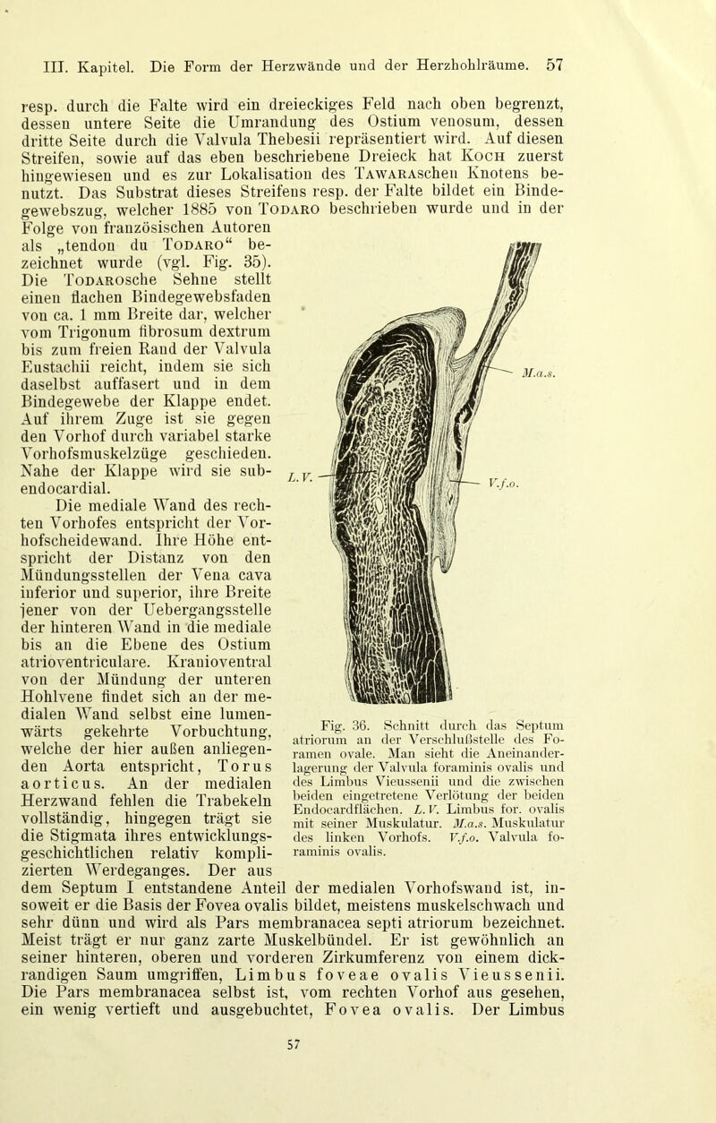 resp. durch die Falte wird ein dreieckiges Feld nach oben begrenzt, dessen untere Seite die Umrandung des Ostium venosum, dessen dritte Seite durch die Valvula Thebesii repräsentiert wird. Auf diesen Streifen, sowie auf das eben beschriebene Dreieck hat Koch zuerst hiugewieseu und es zur Lokalisation des TAWARAScheu Knotens be- nutzt. Das Substrat dieses Streifens resp. der Falte bildet ein Binde- gewebszug, welcher 1885 von Todaro beschrieben wurde und in der Folge von französischen Autoren als „tendou du Todaro“ be- zeichnet wurde (vgl. Fig. 35). Die ToDAROsche Sehne stellt einen dachen Bindegewebsfaden von ca. 1 mm Breite dar, welcher vom Trigonum tibrosum dextrum bis zum freien Rand der Valvula Eustacliii reicht, indem sie sich daselbst auffasert und in dem Bindegewebe der Klappe endet. Auf ihrem Zuge ist sie gegen den Vorhof durch variabel starke Vorhofsmuskelzüge geschieden. Nahe der Klappe wird sie sub- endocardial. Die mediale Wand des rech- ten Vorbofes entspricht der Vor- hofscheidewand. Ihre Höhe ent- spricht der Distanz von den Mündungsstellen der Vena cava iuferior und superior, ihre Breite jener von der Uebergangsstelle der hinteren Wand in die mediale bis au die Ebene des Ostium atrioventriculare. Krauioventral von der Mündung der unteren Hohlvene findet sich au der me- dialen Wand selbst eine lumen- wärts gekehrte Vorbuchtung, welche der hier außen anliegen- den Aorta entspricht, Torus aorticus. An der medialen Herz wand fehlen die Trab ekeln vollständig, hingegen trägt sie die Stigmata ihres entwicklungs- geschichtlichen relativ kompli- zierten Werdeganges. Der aus dem Septum I entstandene Anteil der medialen Vorhofswand ist, in- soweit er die Basis der Fovea ovalis bildet, meistens muskelschwach und sehr dünn und wird als Pars membranacea septi atriorum bezeichnet. Meist trägt er nur ganz zarte Muskelbüudel. Er ist gewöhnlich an seiner hinteren, oberen und vorderen Zirkumferenz von einem dick- randigen Saum umgriffen, Limbus foveae ovalis Vieussenii. Die Pars membranacea selbst ist, vom rechten Vorhof aus gesehen, ein wenig vertieft und ausgebuchtet, Fovea ovalis. Der Limbus Fig. 36. Schnitt durch das Septum atriorum an der Verschlußstelle des Fo- ramen ovale. Man sieht die Aneinander- lagerung der Valvula foraminis ovalis und des Limbus Vieussenii und die zwischen beiden eingetretene Verlötung der beiden Endocardflächen. L. V. Limbus tor. ovalis mit seiner Muskulatur. M.a.s. Muskulatur des linken Vorhofs. V.f.o. Valvula fo- raminis ovalis. 57