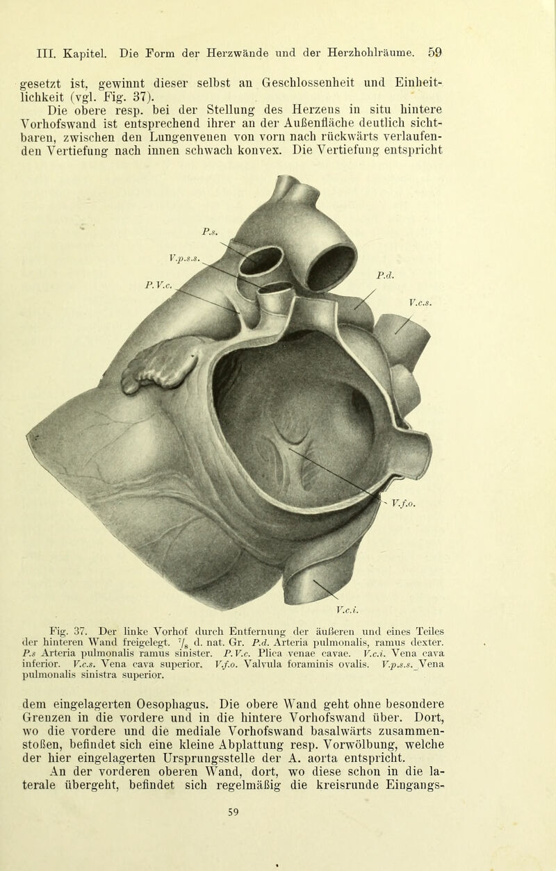 gesetzt ist, gewinnt dieser selbst an Geschlossenheit und Einheit- lichkeit (vgl. Fig. 37). Die obere resp. bei der Stellung des Herzens in situ hintere Vorhofswand ist entsprechend ihrer an der Außenfläche deutlich sicht- baren, zwischen den Lungenvenen von vorn nach rückwärts verlaufen- den Vertiefung nach innen schwach konvex. Die Vertiefung entspricht P.s. V.c.i. y.p.s.s. P. V.c. p.d. V.c.s. Fig. 37. Der liuke Vorhof durch Entfernung der äußeren und eines Teiles der hinteren Wand freigelegt. 7s d- Gr. P.d. Arteria pulmonalis, ramus dexter. P.s Arteria pulmonalis ramus sinister. P.V.c. Plica venae cavae. V.c.i. Vena cava inferior. V.c.s. Vena cava superior. V.f.o. Valvula foraminis ovalis. T7p.s.s._Vena pulmonalis sinistra superior. dem eingelagerten Oesophagus. Die obere Wand geht ohne besondere Grenzen in die vordere und in die hintere Vorhofswand über. Dort, wo die vordere und die mediale Vorhofswand basalwärts Zusammen- stößen, beflndet sich eine kleine Abplattung resp. Vorwölbung, welche der hier eingelagerten Ursprungsstelle der A. aorta entspricht. An der vorderen oberen Wand, dort, wo diese schon in die la- terale übergeht, beflndet sich regelmäßig die kreisrunde Eingangs- 59