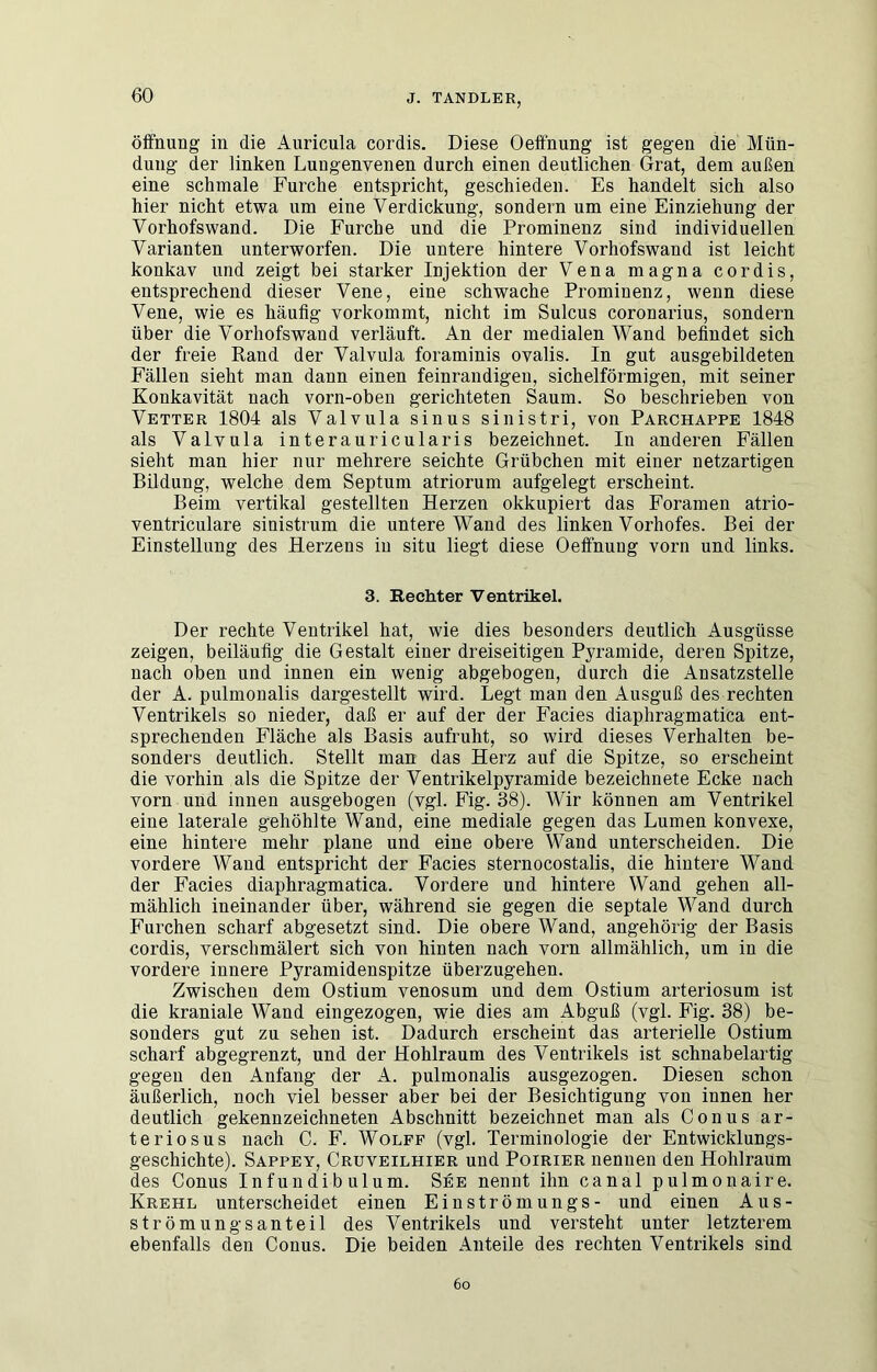 Öffnung in die Auricula cordis. Diese Oeifnung ist gegen die Mün- dung der linken Luugenvenen durch einen deutlichen Grat, dem außen eine schmale Furche entspricht, geschieden. Es handelt sich also hier nicht etwa um eine Verdickung, sondern um eine Einziehung der Vorhofswand. Die Furche und die Prominenz sind individuellen Varianten unterworfen. Die untere hintere Vorhofswand ist leicht konkav und zeigt bei starker Injektion der Vena magna cordis, entsprechend dieser Vene, eine schwache Prominenz, wenn diese Vene, wie es häufig vorkommt, nicht im Sulcus coronarius, sondern über die Vorhofswand verläuft. An der medialen Wand befindet sich der freie Rand der Valvula foraminis ovalis. In gut ausgebildeten Fällen sieht man dann einen feinrandigeu, sichelförmigen, mit seiner Konkavität nach vorn-oben gerichteten Saum. So beschrieben von Vetter 1804 als Valvula sinus sinistri, von Parchappe 1848 als Valvula interauricularis bezeichnet. In anderen Fällen sieht man hier nur mehrere seichte Grübchen mit einer netzartigen Bildung, welche dem Septum atriorum aufgelegt erscheint. Beim vertikal gestellten Herzen okkupiert das Foramen atrio- ventriculare sinistrum die untere Wand des linken Vorhofes. Bei der Einstellung des Herzens in situ liegt diese Oeffnung vorn und links. 3. Rechter Ventrikel. Der rechte Ventrikel hat, wie dies besonders deutlich Ausgüsse zeigen, beiläufig die Gestalt einer dreiseitigen Pyramide, deren Spitze, nach oben und innen ein wenig abgebogen, durch die Ansatzstelle der A. pulnionalis dargestellt wird. Legt man den Ausguß des rechten Ventrikels so nieder, daß er auf der der Facies diaphragmatica ent- sprechenden Fläche als Basis aufruht, so wird dieses Verhalten be- sonders deutlich. Stellt man das Herz auf die Spitze, so erscheint die vorhin als die Spitze der Ventrikelpyramide bezeichnete Ecke nach vorn und innen ausgebogen (vgl. Fig. 38). Wir können am Ventrikel eine laterale gehöhlte Wand, eine mediale gegen das Lumen konvexe, eine hintere mehr plane und eine obere Wand unterscheiden. Die vordere Wand entspricht der Facies sternocostalis, die hintere Wand der Facies diaphragmatica. Vordere und hintere Wand gehen all- mählich ineinander über, während sie gegen die septale Wand durch LMrchen scharf abgesetzt sind. Die obere Wand, angehörig der Basis cordis, verschmälert sich von hinten nach vorn allmählich, um in die vordere innere Pyramidenspitze überzugehen. Zwischen dem Ostium venosum und dem Ostium arteriosum ist die kraniale Wand eingezogen, wie dies am Abguß (vgl. Fig. 38) be- sonders gut zu sehen ist. Dadurch erscheint das arterielle Ostium scharf abgegrenzt, und der Hohlraum des Ventrikels ist schnabelartig gegen den Anfang der A. pulmonalis ausgezogen. Diesen schon äußerlich, noch viel besser aber bei der Besichtigung von innen her deutlich gekennzeichneten Abschnitt bezeichnet man als Conus ar- te riosus nach C. F. Wolfe (vgl. Terminologie der Entwicklungs- geschichte). Sappey, Cruveilhier und Poirier nennen den Hohlraüm des Conus Infun di b ulum. See nennt ihn canal pulmo nai re. Krehl unterscheidet einen Einströmungs- und einen Aus- strömungsanteil des Ventrikels und versteht unter letzterem ebenfalls den Conus. Die beiden Anteile des rechten Ventrikels sind 6o