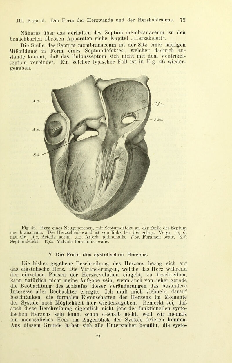 Näheres über das Verhalten des Septum membranaceum zu den benachbarten fibrösen Apparaten siehe Kapitel „Herzskelett“. Die Stelle des Septum membranaceum ist der Sitz einer häufigen Mißbildung in Form eines Septumdefektes, welcher dadurch zu- stande kommt, daß das Bulbusseptum sich nicht mit dem Ventrikel- septum verbindet. Ein solcher typischer Fall ist in Fig. 46 wieder- gegeben. Fig. 46. Herz eines Neugeborenen, mit Septumdefekt an der Stelle des Septum membranaceum. Die Herzscheidewand ist von links her frei gelegt. Vergr. l'/g d. nat. Gr. .4.«. Arteria aorta. A.p. Arteria pulmonalis. F.ov. Foramen ovale. S.d. Septumdefekt. V.f.o. Valviüa foraminis ovalis. 7. Die Form des systolischen Herzens. Die bisher gegebene Beschreibung des Herzens bezog sich auf das diastolische Herz. Die Veränderungen, welche das Herz während der einzelnen Phasen der Herzrevolution ein geht, zu beschreiben, kann natürlich nicht meine Aufgabe sein, wenn auch von jeher gerade die Beobachtung des Ablaufes dieser Veränderungen das besondere Interesse aller Beobachter erregte. Ich muß mich vielmehr darauf beschränken, die formalen Eigenschaften des Herzens im Momente der Systole nach Möglichkeit hier wiederzugeben. Bemerkt sei, daß auch diese Beschreibung eigentlich nicht jene des funktionellen systo- lischen Herzens sein kann, schon deshalb nicht, weil wir niemals ein menschliches Herz im Augenblick der Systole fixieren können. Aus diesem Grunde haben sich alle Uutersuclier bemüht, die systo-