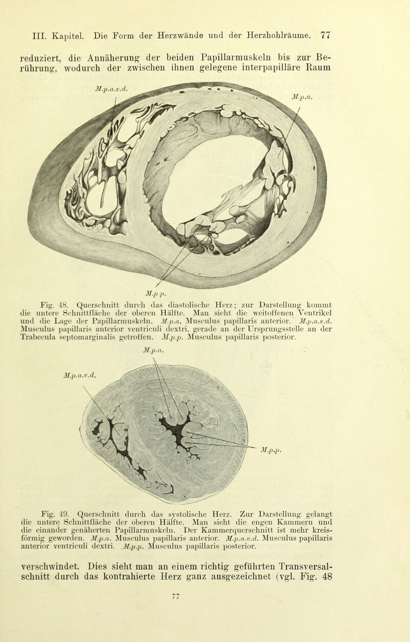 reduziert, die Auuäheruug- der beiden Papillarmuskeln bis zur Be- rührung, wodurch der zwischen ilinen gelegene interpapilläre Raum M.jj.p. Fig. 48. Querschnitt durch das diastolische Herz; zur Darstellung kommt die untere Schnittfläche der oberen Hälfte. Man sicht die weitoffenen Ventrikel und die Lage der Papillarmuskeln. ßl.p.a. Musculus papillaris anterior. Jl.p.a.v.d. IMusculus papillaris anterior ventriculi dextri, gerade an der Ursprungsstelle an der Ti’abecula septomarginalis getroffen. M.p.]>. Musculus papillaris posterior. M.p.a. M.p.p. Fig. 49. Querschnitt durch das systolische Herz. Zur Darstellung gelangt die untere Schnittfläche der oberen Hälfte. Man sieht die engen Kammern und die einander genäherten Papillarmuskeln. Der Kammerquerschnitt ist mehr- kreis- förmig geworden. M.p.a. Musculus papillaris anterior. M.p.a.v.d. Musciüus papillaris anterior ventriculi dextri. M.p.p. ÄIusculus papillaris posterior. verschwindet. Dies sieht man an einem richtig geführten Transversal- schnitt durch das kontrahierte Herz ganz ausgezeichnet (vgl. Fig. 48 77