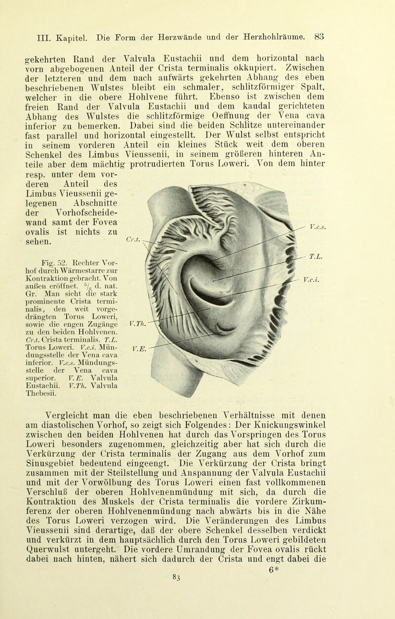 gekehrten Rand der Valvnla Enstachii und dem horizontal nach vorn abgebogenen Anteil der Crista teriniualis okkupiert. Zwischen der letzteren und dem nach aufwärts gekehrten Abhang des eben beschriebenen Wulstes bleibt ein schmaler, schlitzförmiger Spalt, welcher in die obere Hohlvene führt. Ebenso ist zwischen dem freien Rand der Valvnla Enstachii und dem kaudal gerichteten Abhang des Wulstes die schlitzförmige Oeffnnng der Vena cava inferior zu bemerken. Dabei sind die beiden Schlitze untereinander fast parallel und horizontal eingestellt. Der Wulst selbst entspricht in seinem vorderen Anteil ein kleines Stück weit dem oberen Schenkel des Limbns Vienssenii, in seinem größeren hinteren An- teile aber dem mächtig protrudierten Toms Loweri. Von dem hinter resp. unter dem vor- deren Anteil des Limbus Vienssenii ge- legenen Abschnitte der Vorhofscheide- wand samt der Fovea ovalis ist nichts zu sehen. Fig. 52. Eecliter Vor- hof durch Wärmestarrc zur Kontraktion gebracht. Von außen eröffnet. ®/,i d. nat. Gr. Man sieht die stark prominente Crista termi- nalis, den weit vorge- drängten Torus Loweri, sowie die engen Zugänge zu den beiden Hohlvenen. Cr.t. Crista terminalis. T.L. Torus Loweri. V.c.i. Mün- dungsstelle der Vena cava inferior, r.r..«. Mündungs- stelle der Vena cava Superior. V.E. Valvnla Eustacliii. V. Th. Valvnla Thebesii. Vergleicht man die eben beschriebenen Verhältnisse mit denen am diastolischen Vorhof, so zeigt sich Folgendes: Der Knicknngswinkel zwischen den beiden Hohlvenen hat durch das Vorspringen des Toms Loweri besonders zugenommen, gleichzeitig aber hat sich durch die Verkürzung der Crista terminalis der Zugang aus dem Vorhof zum Siuusgebiet bedeutend eingeengt. Die Verkürzung der Crista bringt zusammen mit der Steilstellung und Anspannung der Valvula Enstachii und mit der Vorwölbung des Torus Loweri einen fast vollkommenen Verschluß der oberen Hohlvenenmündung mit sich, da durch die Kontraktion des Muskels der Crista terminalis die vordere Zirknm- ferenz der oberen Hohlvenenmündung nach abwärts bis in die Nähe des Torus Loweri verzogen wird. Die Veränderungen des Limbus Vienssenii sind derartige, daß der obere Schenkel desselben verdickt und verkürzt in dem hauptsächlich durch den Torus Loweri gebildeten Querwulst uutergeht. Die vordere Umrandung der Fovea ovalis rückt dabei nach hinten, nähert sich dadurch der Crista und engt dabei die 6* 83