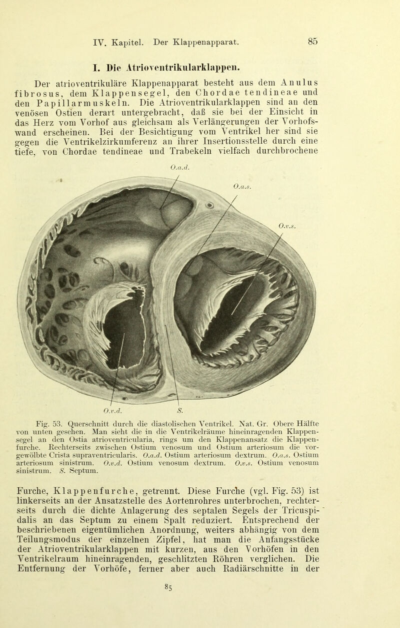 I. Die Atrioventrikularklappen. Der atrioventrikuläre Klappenapparat besteht aus dem Anulus fibrosus, dem Klappeusegel, deu Cliordae teudineae und den Papillarmuskeln. Die Atrioventrikularklappen sind au den venösen Ostien derart untergebracht, daß sie bei der Einsicht in das Herz vom Vorhof aus gleichsam als Verlängerungen der Vorhofs- waud erscheinen. Bei der Besichtigung vom Ventrikel her sind sie gegen die Veutrikelzirkumfereuz an ihrer Insertionsstelle durch eine tiefe, von Chordae teudineae und Trabekeln vielfach durchbrochene O.a.d. O.v.cl. S. Fig. 53. Querschnitt durch die diastolischen Ventrikel. Nat. Gr. (Jbere Hälfte von unten gesehen. Man sieht die in die Ventrikelräuine hineinragenden Klappen- segel an den (,)stia atrioventricularia, rings um den Klappenansatz die Klappen- furche. Rechterseits zwischen (Jstiuni venosum und Ostium arteriosum die vor- gewölbte Crista supraventricularis. O.a.d. Ostium arteriosum dextrum. O.a.s. Ostium arteriosum sinistrum. O.v.d. Ostium venosum dextrum. O.v.s. Ostium venosum sinistrum. S. Heptum. Furche, Klappeufurche, getrennt. Diese Furche (vgl. Fig. 53) ist linkerseits an der Ansatzstelle des Aortenrohres unterbrochen, rechter- seits durch die dichte Anlagerung des septalen Segels der Tricuspi- dalis an das Septum zu einem Spalt reduziert. Entsprechend der beschriebenen eigentümlichen Anordnung, weiters abhängig von dem Teilungsmodus der einzelnen Zipfel, hat man die Anfangsstücke der Atrioventrikularklappen mit kurzen, aus den Vorhöfen in den Ventrikelraum hineinragendeu, geschlitzten Röhren verglichen. Die Entfernung der Vorhöfe, ferner aber auch Radiärschnitte in der 85