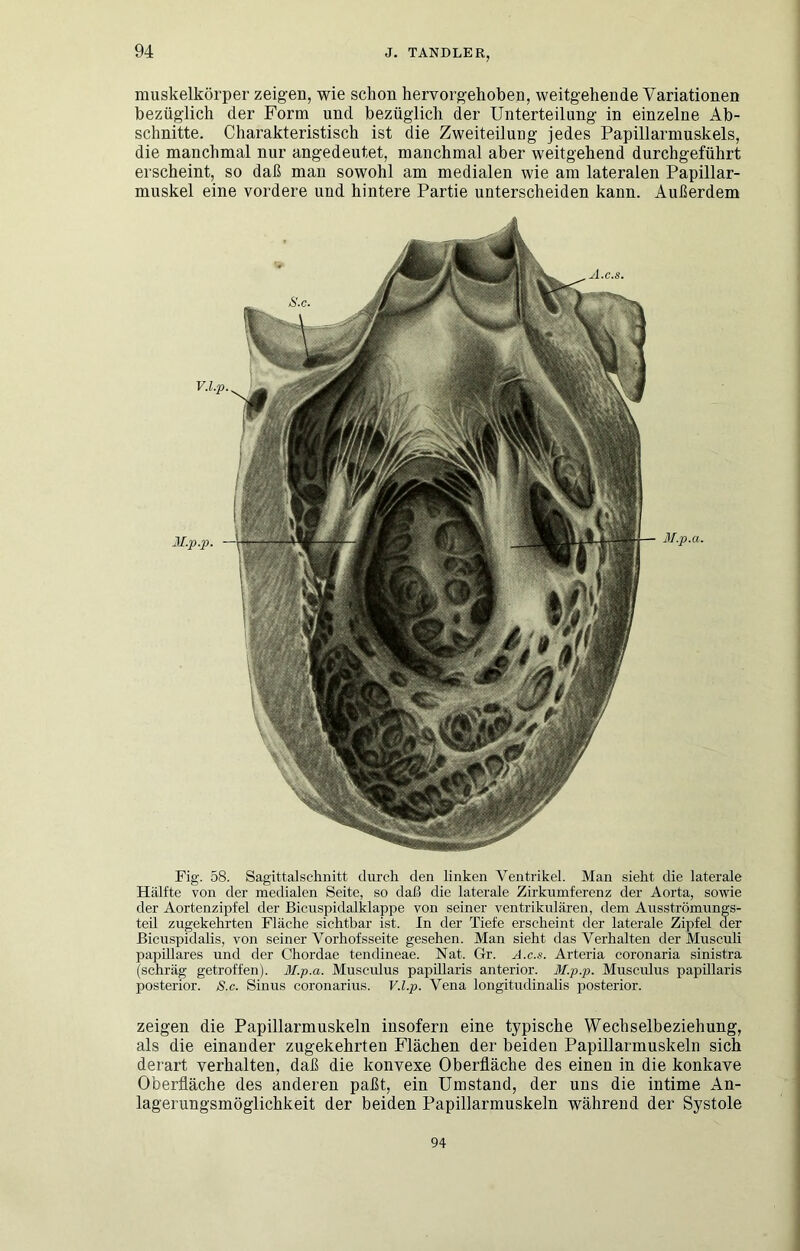 muskelkörper zeigen, wie schon hervorgehoben, weitgehende Variationen bezüglich der Form und bezüglich der Unterteilung in einzelne Ab- schnitte. Charakteristisch ist die Zweiteilung jedes Papillarmuskels, die manchmal nur angedeutet, manchmal aber weitgehend durchgeführt erscheint, so daß man sowohl am medialen wie am lateralen Papillar- muskel eine vordere und hintere Partie unterscheiden kann. Außerdem M.p.p. A.c.s. M.p.a. Fig. 58. Sagittalschnitt durch den linken Ventrikel. Man sieht die laterale Hälfte von der medialen Seite, so daß die laterale Zirkumferenz der Aorta, sowie der Aortenzipfel der Bicuspidalklappe von seiner ventrikulären, dem Ausströmungs- teü zugekehrten Fläche sichtbar ist. In der Tiefe erscheint der laterale Zipfel der Bicuspidalis, von seiner Vorhofsseite gesehen. Man sieht das Verhalten der Musculi papilläres und der Chordae tendineae. Nat. Gr. A.c.s. Arteria coronaria sinistra (schräg getroffen). Bl.p.a. Musciüus papillaris anterior. M.p.p. Musciüus papülaris posterior. S.c. Sinus coronarius. V.l.p. Vena longitudinalis posterior. zeigen die Papillarmuskeln insofern eine typische Wechselbeziehung, als die einander zugekehrten Flächen der beiden Papillarmuskeln sich derart verhalten, daß die konvexe Oberfläche des einen in die konkave Oberfläche des anderen paßt, ein Umstand, der uns die intime An- lagerungsmöglichkeit der beiden Papillarmuskeln während der Systole 94