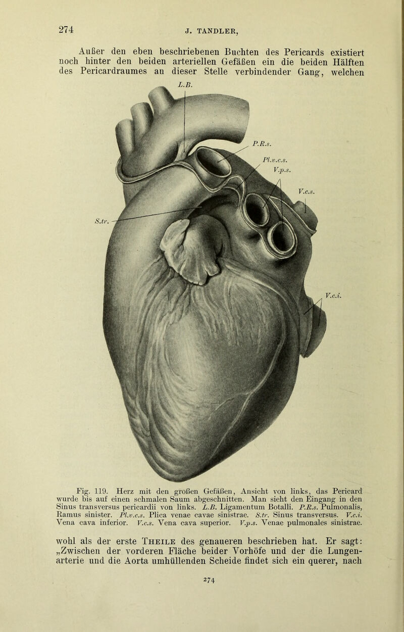 Außer den eben beschriebenen Buchten des Pericards existiert noch hinter den beiden arteriellen Gefäßen ein die beiden Hälften des Pericardraumes an dieser Stelle verbindender Gang, welchen Fig. 119. Herz mit den großen Gefäßen, Ansicht von links, das Pericard wurde bis auf einen schmalen Saum ab geschnitten. Man sieht den Eingang in den Sinus transversus pericardii von links. L.B. Ligamentum Botalli. P.R.s. Pulmonalis, Ramus sinister. Pl.v.c.s. Plica venae cavae sinistrae. S.tr. Sinus transversus. V.c.i. Vena cava inferior. V.c.s. Vena cava superior. V.p.s. Venae pulmonales sinistrae. V.c.i. V.c.s. S.tr P.R.s. PL.V.C.S. V.p.s. L.B. wohl als der erste Theile des genaueren beschrieben hat. Er sagt: „Zwischen der vorderen Fläche beider Vorhöfe und der die Lungen- arterie und die Aorta umhüllenden Scheide findet sich ein querer, nach