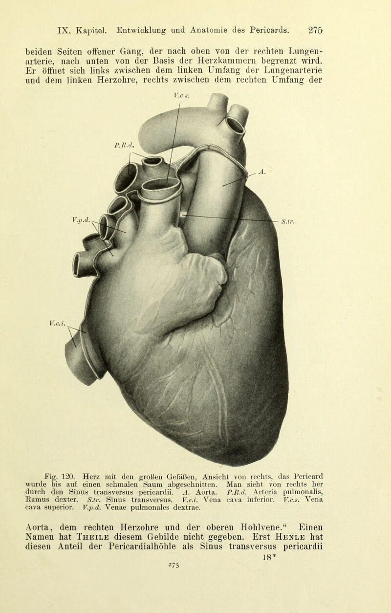 beiden Seiten offener Gang, der nach oben von der rechten Lungen- arterie, nach unten von der Basis der Herzkammern begrenzt wird. Er öffnet sich links zwischen dem linken Umfang der Lungenarterie und dem linken Herzohre, rechts zwischen dem rechten Umfang der Fig. 120. Herz mit den großen Gefäßen, Ansicht von rechts, das Pericard wurde bis auf einen schmalen Saum abgeschnitten. Man sieht von rechts her durch den Sinus transversus pericardii. A. Aorta. P.R.d. Arteria pulmonalis, Eamus dexter. S.tr. Sinus transversus. V.c.t. Vena cava inferior. V.c.s. Vena cava Superior. V.p.d. Venae prümonales dextrae. Aorta, dem rechten Herzohre und der oberen Hohlvene.“ Einen Namen hat Theile diesem Gebilde nicht gegeben. Erst Henle hat diesen Anteil der Pericardialhöhle als Sinus transversus pericardii 18* 275