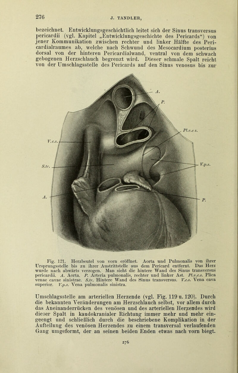 bezeichnet. Entwicklungsgeschichtlich leitet sich der Sinus trausversus pericardii (vgi. Kapitel „Entwicklungsgeschichte des Pericards“) von jener Kommunikation zwischen rechter und linker Hälfte des Peri- cardialraumes ab, welche nach Schwund des Mesocardium posterius dorsal von der hinteren Pericardialwand, ventral von dem schwach gebogenen Herzschlauch begrenzt wird. Dieser schmale Spalt reicht von der Umschlagsstelle des Pericards auf den Sinus venosus bis zur Fig. 121. Herzbeutel von vorn eröffnet. Aorta und Pulmonalis von ihrer Ursprungsstelle bis zu ihrer Austrittstelle aus dem Pericard entfernt. Das Herz wurde nach abwärts verzogen. Man sieht die hintere Wand des Sinus transversus pericardii. A. Aorta. P. Arteria pulmonalis, rechter und hnker Ast. PLv.c.s. Phca venae cavae sinistrae. S.lr. Hintere Wand des Sinus transversus. V.c.s. Vena cava Superior. V.p.s. Vena pulmonalis sinistra. Umschlagsstelle am arteriellen Herzende (vgl. Fig. 119 u. 120). Durch die bekannten Veränderungen am Herzschlauch selbst, vor allem durch das Aneinanderrücken des venösen und des arteriellen Herzendes wird dieser Spalt in kaudokranialer Richtung immer mehr und mehr ein- geengt und schließlich durch die beschriebene Komplikation in der Aufteilung des venösen Herzendes zu einem transversal verlaufenden Gang umgeformt, der an seinen beiden Enden etwas nach vorn biegt. Pl.v.c s. v.c.s. V.p.s. 276