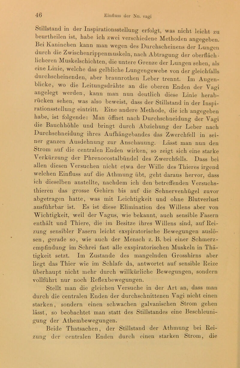 Einfluss der Nn. vagi Stillstand in der Inspirationsstellung erfolgt, was nicht leicht zu beurtheilen ist, habe ich zwei verschiedene Methoden angegeben. Bei Kaninchen kann man wegen des Durchscheinens der Lungen durch die Zwischenrippenmuskeln, nach Abtragung der oberfläch- licheien Muskelschichten, die untere Grenze der Lungen sehen, als eine Linie, welche das gelbliche Lungengewebe von der gleichfalls durchscheinenden, aber brannrothen Leber trennt. Im Augen- blicke, wo die Leitungsdrähte an die oberen Enden der Vagi angelegt werden, kann man nun deutlich diese Linie herab- riicken sehen, was also beweist, dass der Stillstand in der Inspi- i ationsstellung eintritt. Line andere Methode, die ich angegeben habe, ist folgende: Man öffnet nach Durchschneidung der Vagi die Bauchhöhle und bringt durch Abziehung der Leber nach Durchschneidung ihres Aufhängebandes das Zwerchfell in sei- ner ganzen Ausdehnung zur Anschauung. Lässt man nun den ötrom auf die centralen Enden wirken, so zeigt sich eine starke \ erkürzung der Phrenocostalbündel des Zwerchfells. Dass bei allen diesen Versuchen nicht etwa der Wille des Thieres irgend welchen Einfluss auf die Athmung übt, geht daraus hervor, dass ich dieselben anstellte, nachdem ich den betreffenden Versuchs- tieren das grosse Gehirn bis auf die Sehnervenhügel zuvor abgetragen hatte, was mit Leichtigkeit und ohne Blutverlust ausführbar ist. Es ist diese Elimination des Willens aber von Wichtigkeit, weil der Vagus, wie bekannt, auch sensible Fasern enthält und Thiere, die im Besitze ihres Willens sind, auf Rei- zung sensibler Fasern leicht exspiratorische Bewegungen auslö- sen, gerade so, wie auch der Mensch z. B. bei einer Schmerz- empfindung im Schrei fast alle exspiratorischen Muskeln in Thä- tigkeit setzt. Im Zustande des mangelnden Grosshirns aber liegt das Thier wie im Schlafe da, antwortet auf sensible Reize überhaupt nicht mehr durch willkürliche Bewegungen, sondern vollführt nur noch Reflexbewegungen. Stellt man die gleichen Versuche in der Art an, dass man durch die centralen Enden der durchschnittenen Vagi nicht einen starken, sondern einen schwachen galvanischen Strom gehen lässt, so beobachtet man statt des Stillstandes eine Beschleuni- gung der Athembewegungen. Beide Thatsachen, der Stillstand der Athmung bei Rei- zung der centralen Enden durch einen starken Strom, die