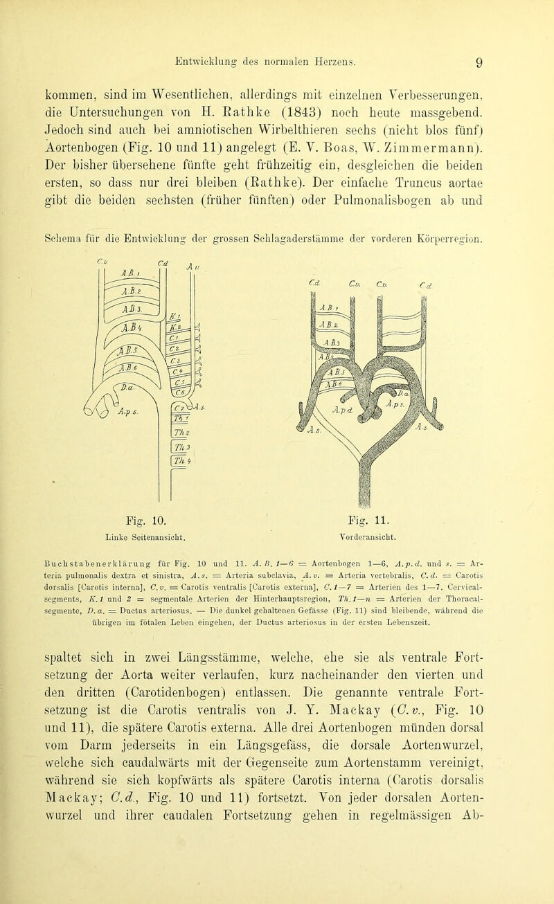 kommen, sind im Wesentlichen, allerdings mit einzelnen Verbesserungen, die Untersuchungen von H. Eathke (1843) noch heute massgebend. Jedoch sind auch bei amniotischen Wirbelthieren sechs (nicht blos fünf) Aortenbogen (Fig. 10 und 11) angelegt (E. V. Boas, W. Zimmer mann). Der bisher übersehene fünfte geht frühzeitig ein, desgleichen die beiden ersten, so dass nur drei bleiben (Eathke). Der einfache Truncus aortae gibt die beiden sechsten (früher fünften) oder Puhnonalisbogen ab und Schema für die Entwicklung der grossen Schlagaderstämme der vorderen Körperregion. Buchstabenerklärung für Fig. 10 und 11. A. B. 1—6 — Aortenbogen 1—6, A.p.d. und s. = Ar- teria pulinonalis dextra et sinistra, A.s. = Arteria subclavia, A.v. = Arteria vertebralis, C.d. — Carotis dorsalis [Carotis interna], C.v. = Carotis ventralis [Carotis externa], C.l — 7 = Arterien des 1—7. Cervical- segments, K. 1 und 2 = segmentale Arterien der Hinterbauptsregion, Th.l—n = Arterien der Thoracal- segmente, D.a. = Ductus arteriosus. — Die dunkel gehaltenen Gefässe (Fig. 11) sind bleibende, während die übrigen im fötalen Leben eingehen, der Ductus arteriosus in der ersten Lebenszeit. spaltet sich in zwei Längsstämme, welche, ehe sie als ventrale Port- setzung der Aorta weiter verlaufen, kurz nacheinander den vierten und den dritten (Carotidenbogen) entlassen. Die genannte ventrale Fort- setzung ist die Carotis ventralis von J. Y. Mackay (C.v., Pig. 10 und 11), die spätere Carotis externa. Alle drei Aortenbogen münden dorsal vom Darm jederseits in ein Längsgefäss, die dorsale Aortenwurzel, welche sich caudalwärts mit der Gegenseite zum Aortenstamm vereinigt, während sie sich kopfwärts als spätere Carotis interna (Carotis dorsalis Mackay; C.d., Pig. 10 und 11) fortsetzt. Von jeder dorsalen Aorten- wurzel und ihrer caudalen Fortsetzung gehen in regelmässigen Ab-