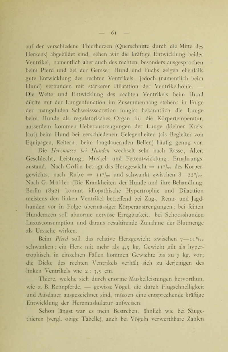 auf der verschiedene Thierherzen (Querschnitte durch die Mitte des Herzens) abgebildet sind, sehen wir die kräftige Entwicklung beider Ventrikel, namentlich aber auch des rechten, besonders ausgesprochen beim Pferd und bei der Gemse; Hund und Fuchs zeigen ebenfills gute Entwicklung des rechten Ventrikels, jedoch (namentlich beim Hund) verbunden mit stärkerer Dilatation der Ventrikelhöhle. — Die Weite und Entwicklung des rechten Ventrikels beim Hund dürfte mit der Lungenfunction im Zusammenhang stehen : in Folge der mangelnden Schweisssecretion fungirt bekanntlich die Lunge beim Hunde als regulatorisches Organ für die Körpertemperatur, ausserdem kommen Ueberanstrengungen der Lunge (kleiner Kreis- lauf) beim Hund bei verschiedenen Gelegenheiten (als Begleiter von Equipagen, Reitern, beim langdauernden Bellen) häufig genug vor. Die Herzinasse bei Humien wechselt sehr nach Rasse, Alter, Geschlecht, Leistung, Muskel- und Fettentwicklung, Ernährungs- zustand. Nach Golin beträgt das Herzgewicht — ii°/oo des Körper- gewichts, nach Rabe = ii°/oo und schwankt zwischen 8—22°/oo. Nach G. Müller (Die Krankheiten der Hunde und ihre Behandlung. Berlin 1892) kommt idiopathische Hypertrophie und Dilatation meistens den linken Wntrikel betreffend bei Zug-, Renn- und Jagd- hunden vor in Folge übermässiger Körperan.strengungen; bei feinen Hunderacen soll abnorme nervöse Erregbarkeit, bei Schoosshunden Euxusconsumption und daraus resultirende Zunahme der Blutmenge als Ursache wirken. Beim Pferd soll das relative Herzgewicht zwischen 7—ii°/oq .schwanken; ein Herz mit mehr als 4,5 kg. Gewicht gilt als hyper- trophisch, in einzelnen Fällen kommen Gewichte bis zu 7 kg. vor; die Dicke des rechten Wntrikels verhält sich zu derjenigen des linken ^’entrikel.s wie 2 : 3,5 cm. Thiere, welche sich durch enorme Muskellei.stungen hervorthun. wie z. B. Rennpferde, — gewisse Vögel, die durch Elugschnelligkeit und Ausdauer ausgezeichnet .sind, müssen eine entsprechende kräftige Entwicklung der Herzmuskulatur aufweisen. Schon längst war es mein Bestreben, ähnlich wie bei Säuge- thieren (vergl. obige Tabelle), auch bei \'ögeln verwerthbare Zahlen