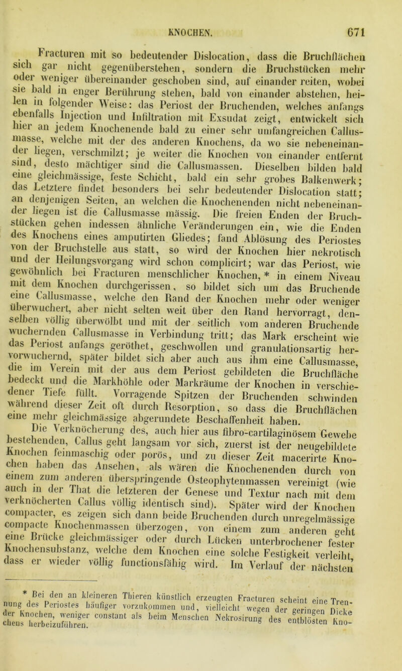 FractLiren mit so bedeutender Dislocation, dass die Bruchflächen sich gar nicht gegenüberstehen, sondern die Bruchstücken mehr 0( ei 'VPnioer übereinander geschoben sind, auf einander reiten, wobei sie bald in enger Berührung stehen, bald von einander abstehen, hei- Weise: das Periost der Bruchenden, welches anfangs ebenfalls'Injection und Infiltration mit Exsudat zeigt, entwickelt sich nier an jedem Knochenende bald zu einer sehr umfangreichen Callus- masse, welche mit der des anderen Knochens, da wo sie nebeneinan- der hegen, verschmilzt; je weiter die Knochen von einander entfernt sind, desto mächtiger sind die Callusmassen. Dieselben bilden bald eine gleichmässige, feste Schicht, bald ein sehr grobes Balkenwerk* das Letztere findet besonders bei sehr bedeutender Dislocation statt* an denjenigen Seiten, an welchen die Knochenenden nicht nebeneinan- t ei liegen ist die Callusmasse massig. Die freien Enden der Bruch- stücken geben indessen ähnliche Veränderungen ein, wie die Enden des Knochens eines amputirten Gliedes; fand Ablösung des Periostes von der Bruchstelle aus statt, so wird der Knochen hier nekrotisch und der Heilungsvorgang wird schon complicirt; war das Periost, wie gewöhnlich bei Fracturen menschlicher Knochen, * in einem Niveau mit dem Knochen durchgerissen, so bildet sich um das Bruchende eine Callusmasse, welche den Band der Knochen mehr oder weniger überwuchert, aber nicht selten weit über den Rand hervorragt den- selben völlig überwölbt und mit der seitlich vom anderen Bruchende wuchernden Callusmasse in Verbindung tritt; das Mark erscheint wie das I eriost anfangs geröthet, geschwollen und granulationsartig her- vorwuchernd, später bildet sich aber auch aus ihm eine Callusmasse 11 T, Ur,GJI?- iU ?fr aus dem Periost gebildeten die Bruchfläche bedeckt und die Markhöhle oder Markräume der Knochen in verschie- dener Hefe füllt. Vorragende Spitzen der Bruchenden schwinden wahrend dieser Zeit oft durch Resorption, so dass die Bruchflächen eine mehr gleichmässige abgerundete Beschaffenheit haben. Die \ erknöcherung des, auch hier aus flbro-cartilaginösem Gewebe bestehenden, Callus geht langsam vor sich, zuerst ist der neugebildete Knochen feinmaschig oder porös, und zu dieser Zeit macerirte Kno- chen haben das Ansehen, als wären die Knochenenden durch von einem zum anderen überspringende Osteophytenmassen vereinigt (wie de,r Thrat„die lTer? d6r Genes« Textur nach mit dem vei knocherten Callus völlig identisch sind). Später wird der Knochen compacter es zeigen sich dann beide Bruchenden durch unregelmässige compacte Knochenmassen überzogen, von einem zum anderen gellt eine Brücke gleichmässiger oder durch Lücken unterbrochener fester Knochensubstanz, welche dem Knochen eine solche Festigkeit verleih! dass er wieder völlig functionsfähig wird. Im Verlauf der nächsten * Bei den an kleineren Tliieren künstlich erzeugten Fracturen scheint eine Tren nung des Penos.es häufiger vorzukommen und, vielleicht, wegen der geringen6D cke ÄSE C0Stant alS b6im MCnSChCn Nekr°SirUng des «ntblöften lit-