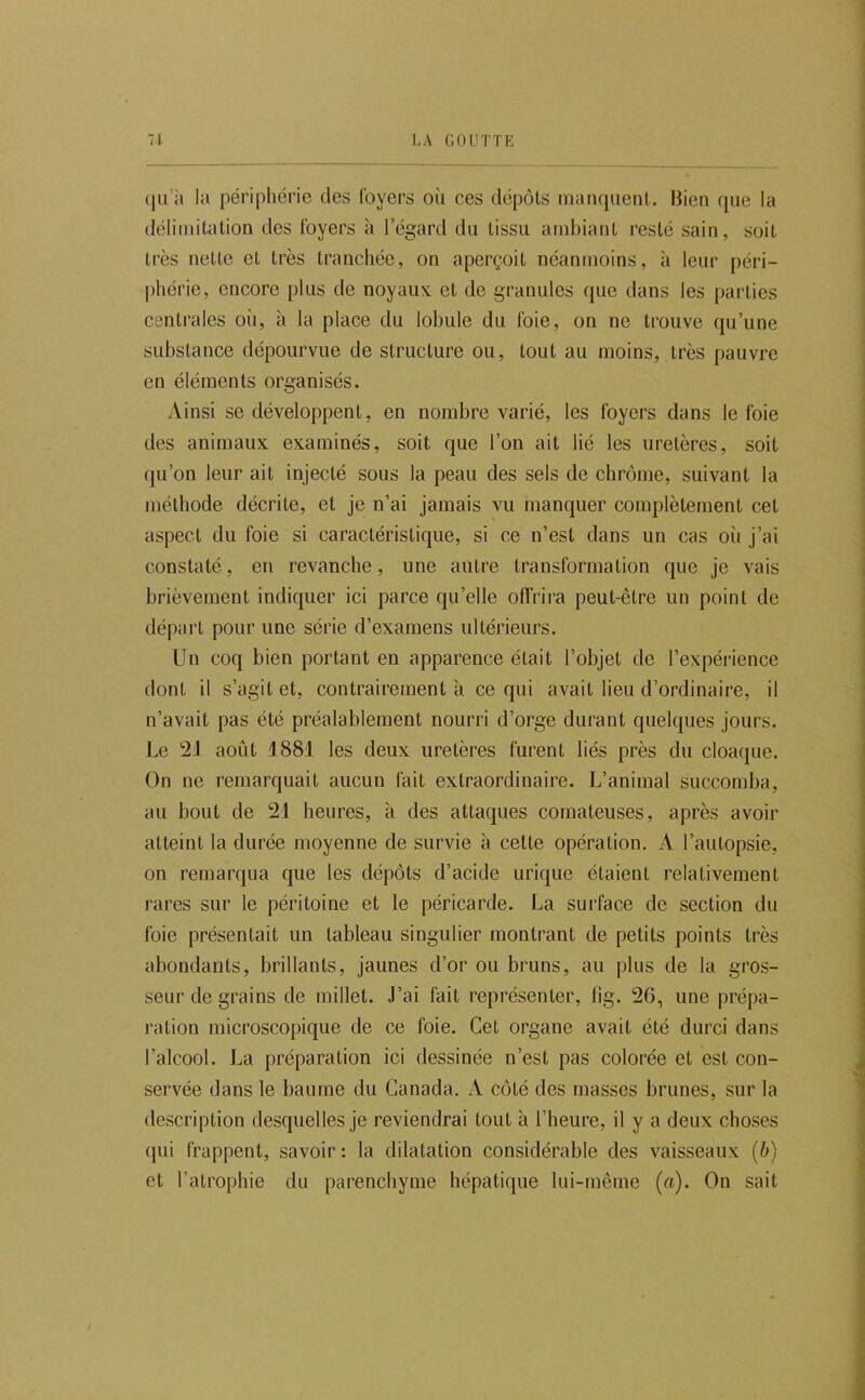 qu’il la périphérie des loyers où ces dépôts manquent. Hien que la délimitation des loyers à l’égard du tissu ambiant resté sain, soit très nette et très tranchée, on aperçoit néanmoins, à leur péri- phérie, encore plus de noyaux et de granules que dans les parties centrales où, à la place du lobule du l'oie, on ne trouve qu’une substance dépourvue de structure ou, tout au moins, très pauvre en éléments organisés. Ainsi se développent, en nombre varié, les foyers dans le foie des animaux examinés, soit que l’on ait lié les uretères, soit qu’on leur ait injecté sous la peau des sels de chrome, suivant la méthode décrite, et je n’ai jamais vu manquer complètement cet aspect du foie si caractéristique, si ce n’est dans un cas où j’ai constaté, en revanche, une autre transformation que je vais brièvement indiquer ici parce qu’elle offrira peut-être un point de départ pour une série d’examens ultérieurs. Un coq bien portant en apparence était l’objet de l’expérience dont il s’agit et, contrairement à ce qui avait lieu d’ordinaire, il n’avait pas été préalablement nourri d’orge durant quelques jours. Le août 1881 les deux uretères furent liés près du cloaque. On ne remarquait aucun fait extraordinaire. L’animal succomba, au bout de 21 heures, à des attaques comateuses, après avoir atteint la durée moyenne de survie à cette opération. A l’autopsie, on remarqua que les dépôts d’acide urique étaient relativement rares sur le péritoine et le péricarde. La surface de section du foie présentait un tableau singulier montrant de petits points très abondants, brillants, jaunes d’or ou bruns, au plus de la gros- seur de grains de millet. J’ai fait représenter, fig. 26, une prépa- ration microscopique de ce foie. Cet organe avait été durci dans l’alcool. La préparation ici dessinée n’est pas colorée et est con- servée dans le baume du Canada. A côté des masses brunes, sur la description desquelles je reviendrai tout à l’heure, il y a deux choses qui frappent, savoir : la dilatation considérable des vaisseaux {b) et l’atrophie du parenchyme hépatique lui-même (a). On sait