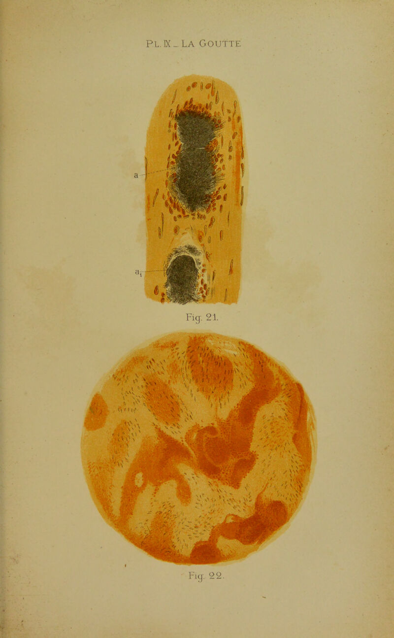 PL. IX _ LA Goutte Fig. 21.