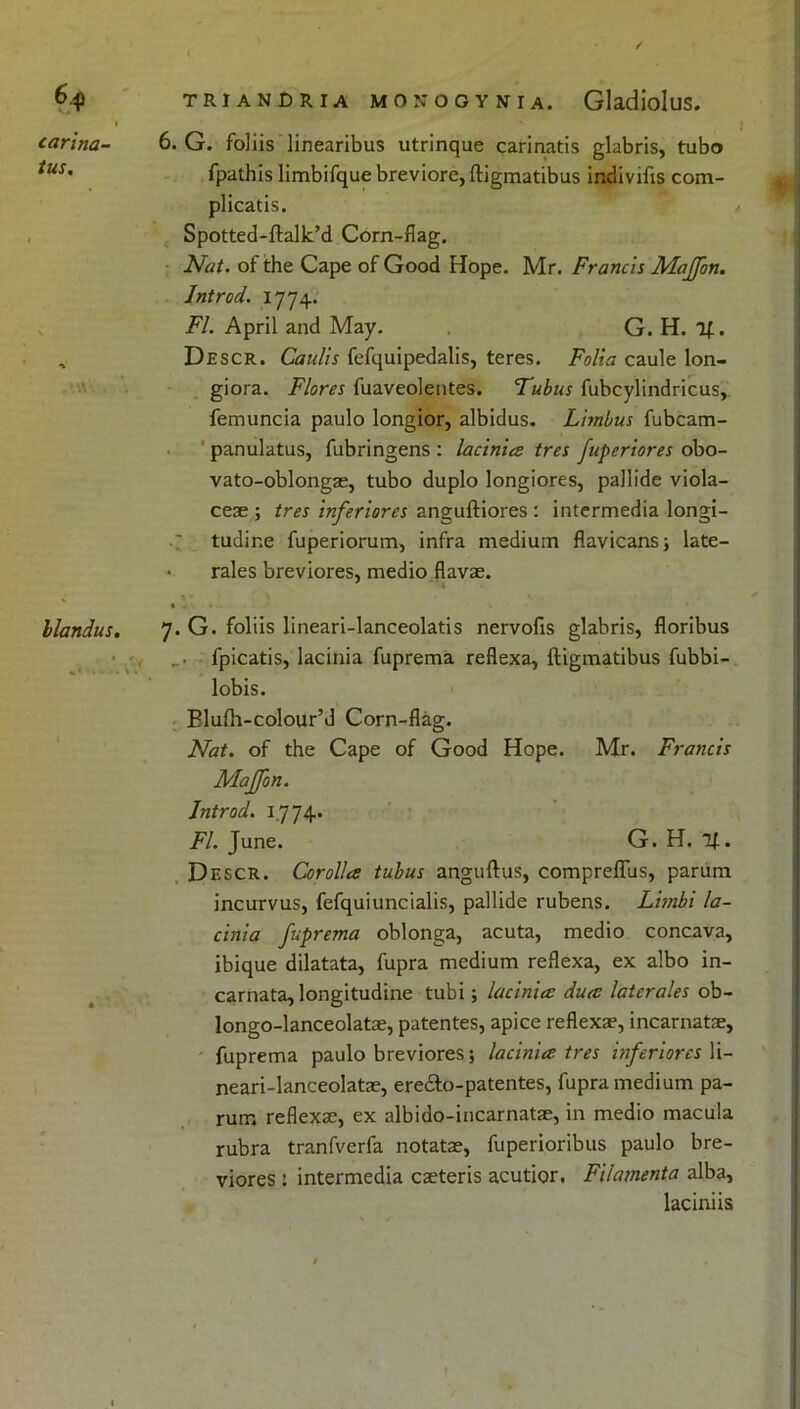 6$ carina- tus. llandus. TRIANDRIA MON'OOYNIA. Gladiolus. 6. G. foliis linearibus utrinque carinatis glabris, tubo fpathis limbifque breviore,ftigmatibus indivifis com- plicatis. Spotted-ftalk’d Corn-flag. Nat. of the Cape of Good Hope. Mr. Francis Maffon. Jntrod. 1774. FI. April and May. G. H. If. Descr. Caulis fefquipedalis, teres. Folia caule lon- giora. Flores fuaveolentes. Tubus fubcylindricus, femuncia paulo longior, albidus. Limbus fubcam- panulatus, fubringens : lacinia tres fuperiores obo- vato-oblongae, tubo duplo longiores, pallide viola- ceae ; tres inferiores anguftiores : intermedia longi- 7 tudine fuperiorum, infra medium flavicans; late- • rales breviores, medio flavae. • . 7. G. foliis lineari-lanceolatis nervofis glabris, floribus fpicatis, lacinia fuprema reflexa, ftigmatibus fubbi- lobis. Elulh-colour’d Corn-flag. Nat. of the Cape of Good Hope. Mr. Francis MaJJon. Jntrod. 1.774. FI. June. G. H. if. Descr. Corolla tubus anguftus, compreflus, parum incurvus, fefquiuncialis, pallide rubens. Lunbi la- cinia fuprema oblonga, acuta, medio concava, ibique dilatata, fupra medium reflexa, ex albo in- carnata, longitudine tubi; lacinia dua laterales ob- longo-lanceolatae, patentes, apice reflexae, incarnatae, fuprema paulo breviores; lacinia tres inferiores li- neari-lanceolatae, ere&o-patentes, fupra medium pa- ruir. reflexae, ex albido-incarnatae, in medio macula rubra tranfverfa notatae, fuperioribus paulo bre- viores : intermedia caeteris acutior. Filamenta alba, laciniis