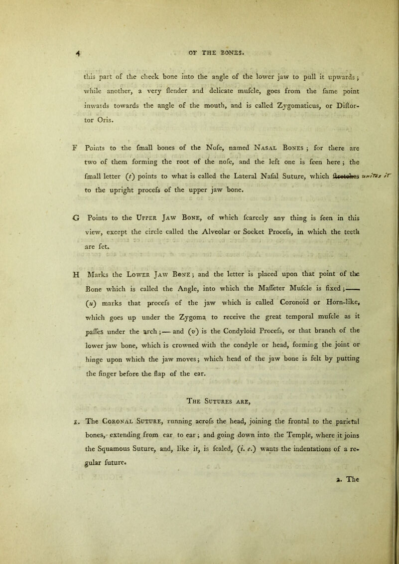 this part of the cheek bone into the angle of the lower jaw to pull it upwards ; while another, a very (lender and delicate mufcle, goes from the fame point inwaids towards the angle of the mouth, and is called Zygomaticus, or Diftor- tor Oris. F Points to the fmall bones of the Nofe, named Nasal Bones ; for there are two of them forming the root of the nofe, and the left one is feen here ; the fmall letter (*) points to what is called the Lateral Nafal Sutu.re, which flrotehea uniTs* to the upright procefs of the upper jaw bone. G Points to the Upper Jaw Bone, of which fcarcely any thing is feen in this view, except the circle called the Alveolar or Socket Procefs, in which the teeth are fet. H Marks the Lower Jaw Bone; and the letter is placed upon that point of the Bone which is called the Angle, into which the MalTeter Mufcle is fixed ; (a) marks that procefs of the jaw which is called Coronoid or Horn-like, which goes up under the Zygoma to receive the great temporal mufcle as it pafies under the arch ;— and (v) is the Condyloid Procefs, or that branch of the lower jaw bone, which is crowned with the condyle or head, forming the joint or hinge upon which the jaw moves j which head of the jaw bone is felt by putting the finger before the flap of the ear. The Sutures are, £. The Coronal Suture, running acrofs the head, joining the frontal to the parietal bones, extending from ear to ear ; and going down into the Temple, where it joins the Squamous Suture, and, like it, is fcaled, (i. <?.) wants the indentations of a re- gular future. a. The