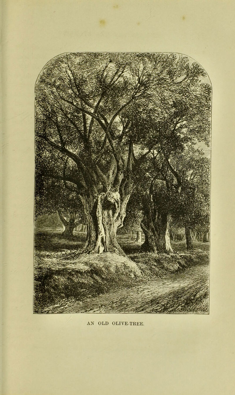 \N OLD OLIVE-TREE