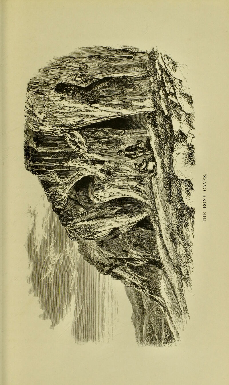 THE BONE CAVEiS.