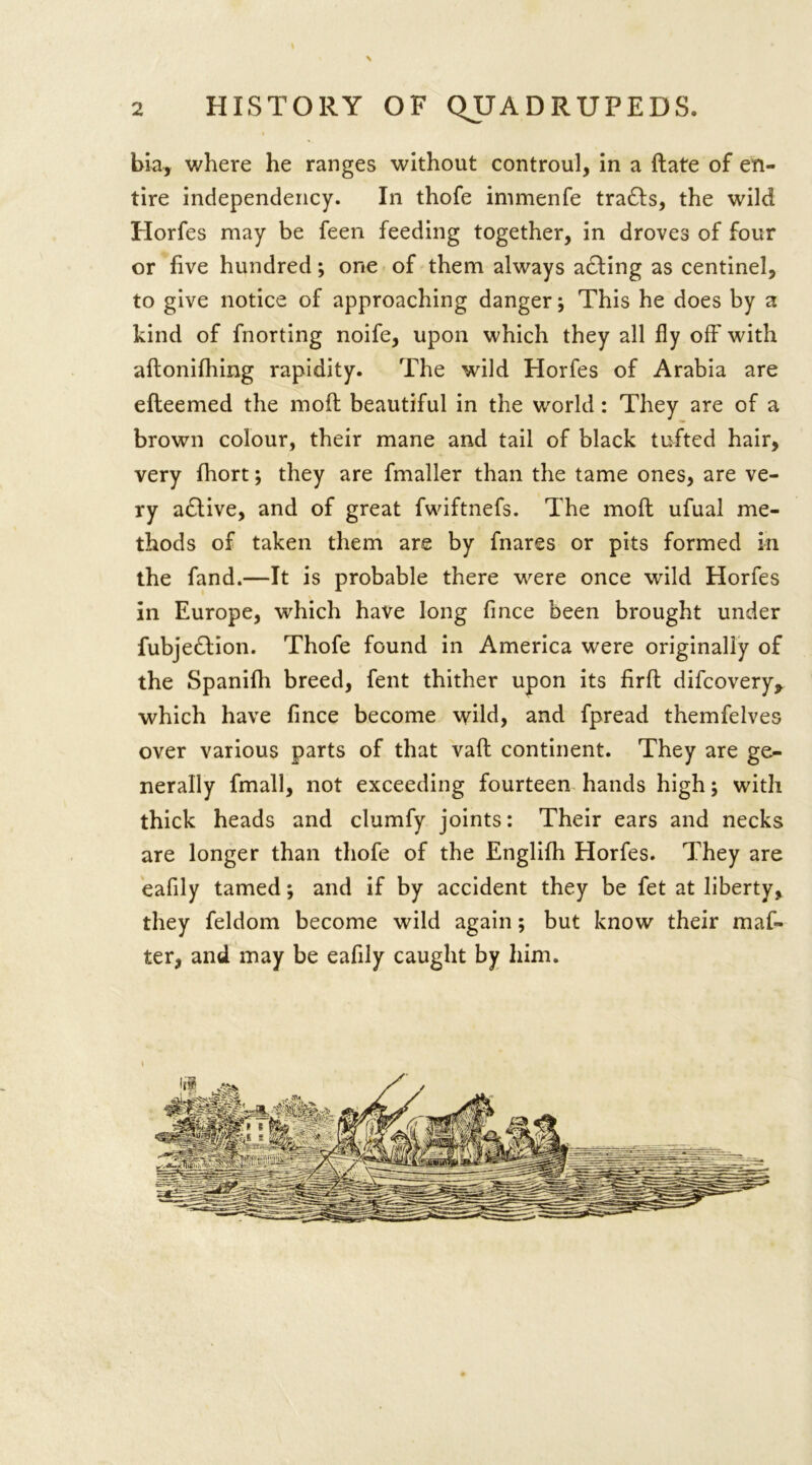 bia, where he ranges without controul, in a date of en- tire independency. In thofe immenfe tradts, the wild Horfes may be feen feeding together, in droves of four or five hundred; one of them always adting as centinel, to give notice of approaching danger; This he does by a kind of fnorting noife, upon which they all fly off with aftonifhing rapidity. The wild Horfes of Arabia are edeemed the mod beautiful in the world: They are of a brown colour, their mane and tail of black tufted hair, very fhort; they are fmaller than the tame ones, are ve- ry adtive, and of great fwiftnefs. The mod ufual me- thods of taken them are by fnares or pits formed in the fand.—It is probable there were once wild Horfes in Europe, which have long fince been brought under fubjedtion. Thofe found in America were originally of the Spanifli breed, fent thither upon its fird difcovery, which have fince become wild, and fpread themfelves over various parts of that vad continent. They are ge- nerally fmall, not exceeding fourteen hands high; with thick heads and clumfy joints: Their ears and necks are longer than thofe of the Englifh Horfes. They are eafily tamed; and if by accident they be fet at liberty, they feldom become wild again; but know their maf- ter, and may be eafily caught by him.