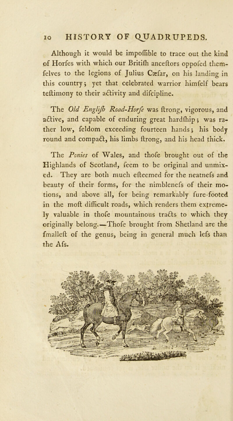 Although it would be impoffible to trace out the kind of Horfes with which our Britifh anceftors oppofed them- felves to the legions of Julius Csefar, on his landing in this country; yet that celebrated warrior himfelf bears teftimony to their activity and difcipline. The Old Englijh Road-Horfe was ftrong, vigorous, and active, and capable of enduring great hardfhip; was ra- ther low, feldom exceeding fourteen hands; his body round and compact, his limbs ftrong, and his head thick. \ The Ponies of Wales, and thofe brought out of the Highlands of Scotland, feem to be original and unmix- ed. They are both much efteemed for the neatnefs and beauty of their forms, for the nimblenefs of their mo- tions, and above all, for being remarkably fure-footed in the moft difficult roads, which renders them extreme- ly valuable in thofe mountainous trails to which they originally belong.—Thofe brought from Shetland are the fmalleft of the genus, being in general much lefs than the Afs.