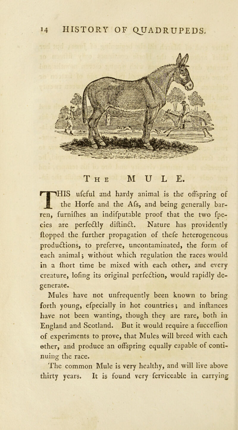 The M U L E. THIS ufeful and hardy animal is the offspring of the Horfe and the Afs, and being generally bar- ren, furnifhes an indifputable proof that the two fpe- cies are perfectly diftincSl. Nature has providently flopped the further propagation of thefe heterogeneous productions, to preferve, uncontaminated, the form of each animal; without which regulation the races would in a fhort time be mixed with each other, and every creature, lofing its original perfection, would rapidly de- generate. Mules have not unfrequently been known to bring forth young, efpecially in hot countries; and inftances have not been wanting, though they are rare, both in England and Scotland. But it would require a fuccefiion of experiments to prove, that Mules will breed with each other, and produce an offspring equally capable of conti- nuing the race. The common Mule is very healthy, and will live above thirty years. It is found very ferviceable in carrying