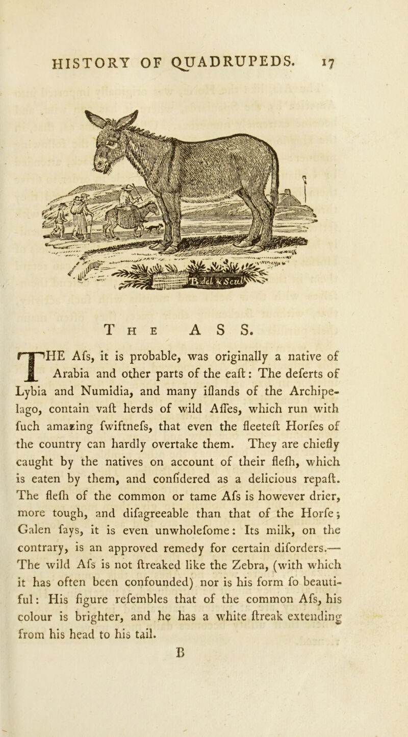 The ASS. THE Afs, it is probable, was originally a native of Arabia and other parts of the eaft: The deferts of Lybia and Numidia, and many illands of the Archipe- lago, contain vaft herds of wild Afles, which run with fuch amazing fwiftnefs, that even the fleeteft Horfes of the country can hardly overtake them. They are chiefly caught by the natives on account of their flefh, which is eaten by them, and confidered as a delicious repaft. The flefh of the common or tame Afs is however drier, more tough, and difagreeable than that of the Horfe; Galen fays, it is even unwholefome: Its milk, on the contrary, is an approved remedy for certain diforders.— The wild Afs is not (freaked like the Zebra, (with which it has often been confounded) nor is his form fo beauti- ful : His figure refembles that of the common Afs, his colour is brighter, and he has a white (freak extending from his head to his tail. B