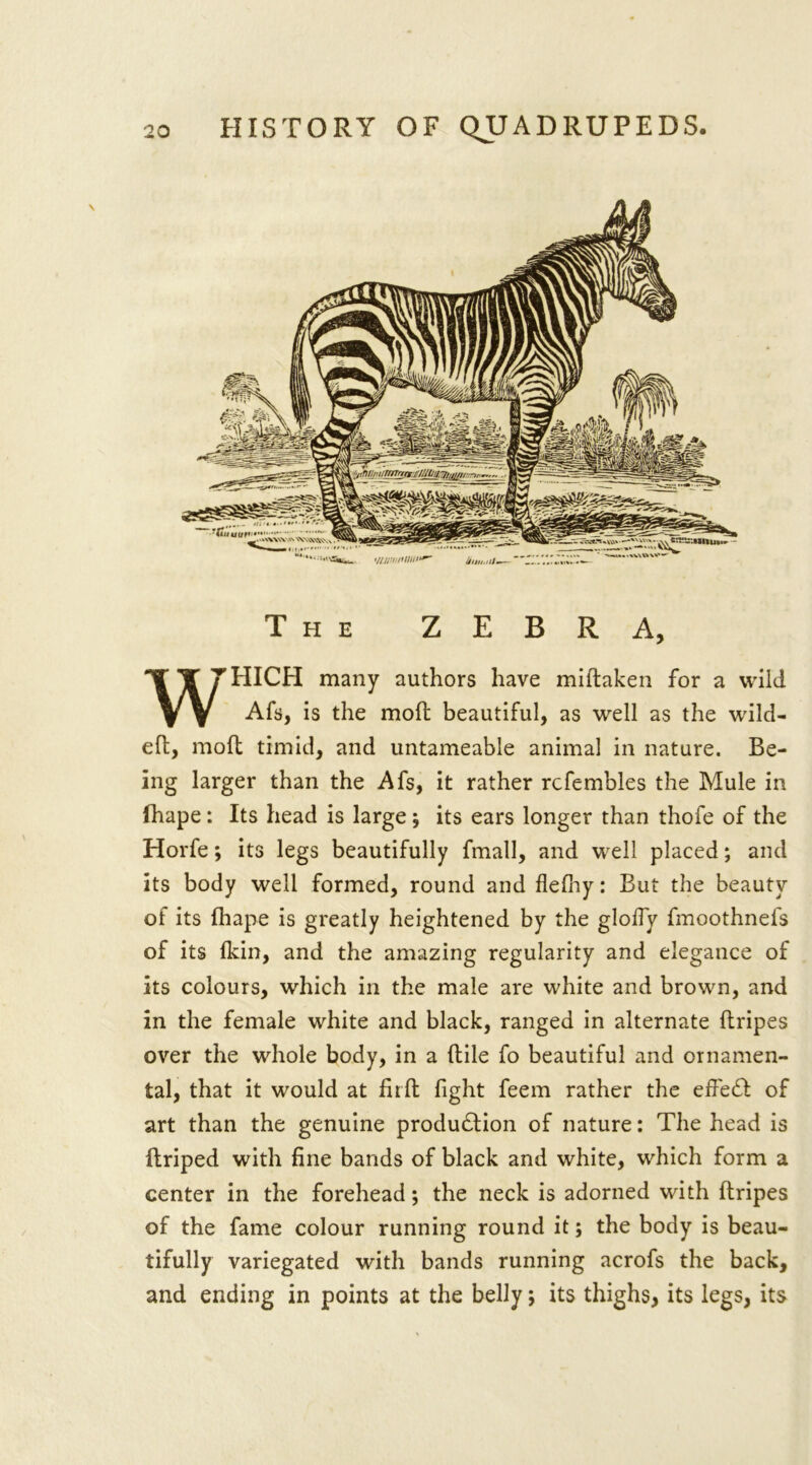 The ZEBRA, WHICH many authors have miftaken for a wild Afs, is the moll beautiful, as well as the wild- eft, mod timid, and untameable animal in nature. Be- ing larger than the Afs, it rather rcfembles the Mule in fhape : Its head is large $ its ears longer than thofe of the Horfe; its legs beautifully fmall, and well placed; and its body well formed, round and flefiiy: But the beauty ot its fhape is greatly heightened by the gloffy fmoothnefs of its (kin, and the amazing regularity and elegance of its colours, which in the male are white and brown, and in the female white and black, ranged in alternate {tripes over the whole body, in a (tile fo beautiful and ornamen- tal, that it would at fir ft fight feem rather the effeCt of art than the genuine production of nature: The head is ftriped with fine bands of black and white, which form a center in the forehead; the neck is adorned with ftripes of the fame colour running round it; the body is beau- tifully variegated with bands running acrofs the back, and ending in points at the belly j its thighs, its legs, its