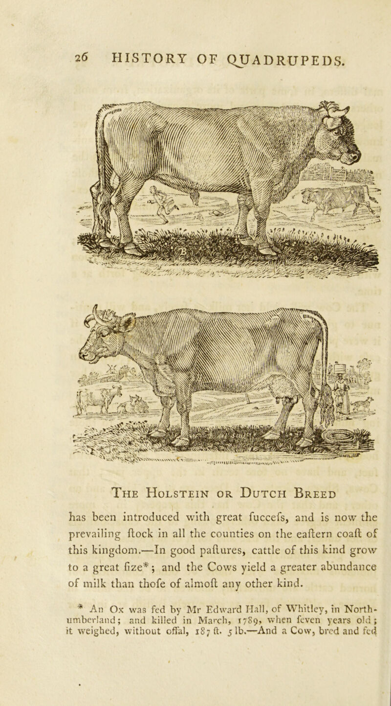 The Holstein ok. Dutch Breed has been introduced with great fuccefs, and is now the prevailing flock in all the counties on the eaflern coaft of this kingdom.—In good pailures, cattle of this kind grow to a great fize*; and the Cows yield a greater abundance of milk than thofe of almoft any other kind. * An Ox was fed by Mr Edward Hall, of Whitley, in North- umberland; and killed in March, 17S9, when feven years old; it weighed, without offal, 187 ft. 51b.—And a Cow, bred and fed