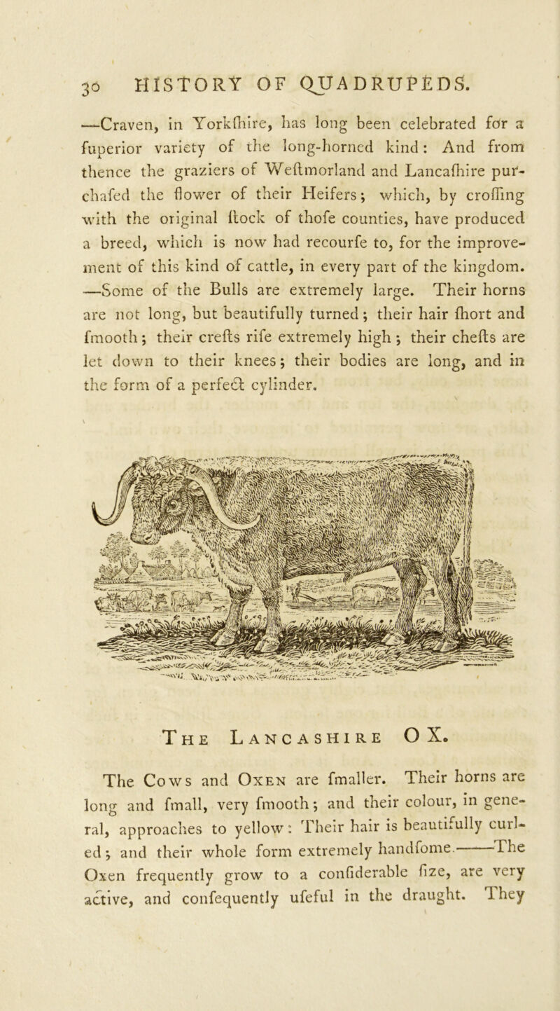 —Craven, in Yorkfhire, has long been celebrated for a fuperior variety of the long-horned kind: And from thence the graziers of Weftmorland and Lancalhire put- chafed the flower of their Heifers; which, by eroding with the original Hock of thofe counties, have produced a breed, which is now had recourfe to, for the improve- ment of this kind of cattle, in every part of the kingdom. —Some of the Bulls are extremely large. Their horns are not long, but beautifully turned; their hair fhort and fmooth; their crefls rife extremely high ; their chefts are let down to their knees; their bodies are long, and in the form of a perfect cylinder. The Lancashire OX. The Cows and Oxen are fmaller. Their horns are long and fmall, very fmooth; and their colour, in gene- ral, approaches to yellow : Their hair is beautifully curl- ed; and their whole form extremely handfome. The Oxen frequently grow to a confiderable flze, are very active, and confequently ufeful in the draught. 1 hey