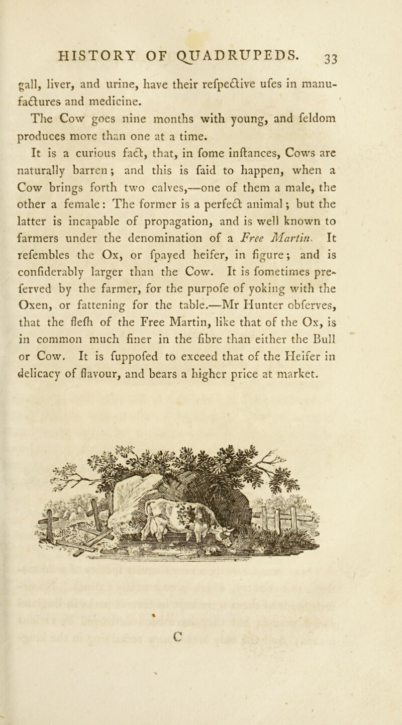 gall, liver, and urine, have their refpeftive ufes in manu- fa£lures and medicine. The Cow goes nine months with young, and feldom produces more than one at a time. It is a curious fact, that, in fome inftances, Cows are naturally barren; and this is faid to happen, when a Cow brings forth two calves,—one of them a male, the other a female: The former is a perfect animal *, but the latter is incapable of propagation, and is well known to farmers under the denomination of a Free Martin. It refembles the Ox, or fpayed heifer, in figure; and is confiderably larger than the Cow. It is fometimes pre- ferved by the farmer, for the purpofe of yoking with the Oxen, or fattening for the table.—Mr Hunter cbferves, that the flefii of the Free Martin, like that of the Ox, is in common much finer in the fibre than either the Bull or Cow. It is fuppofed to exceed that of the Heifer in delicacy of flavour, and bears a higher price at market. % C