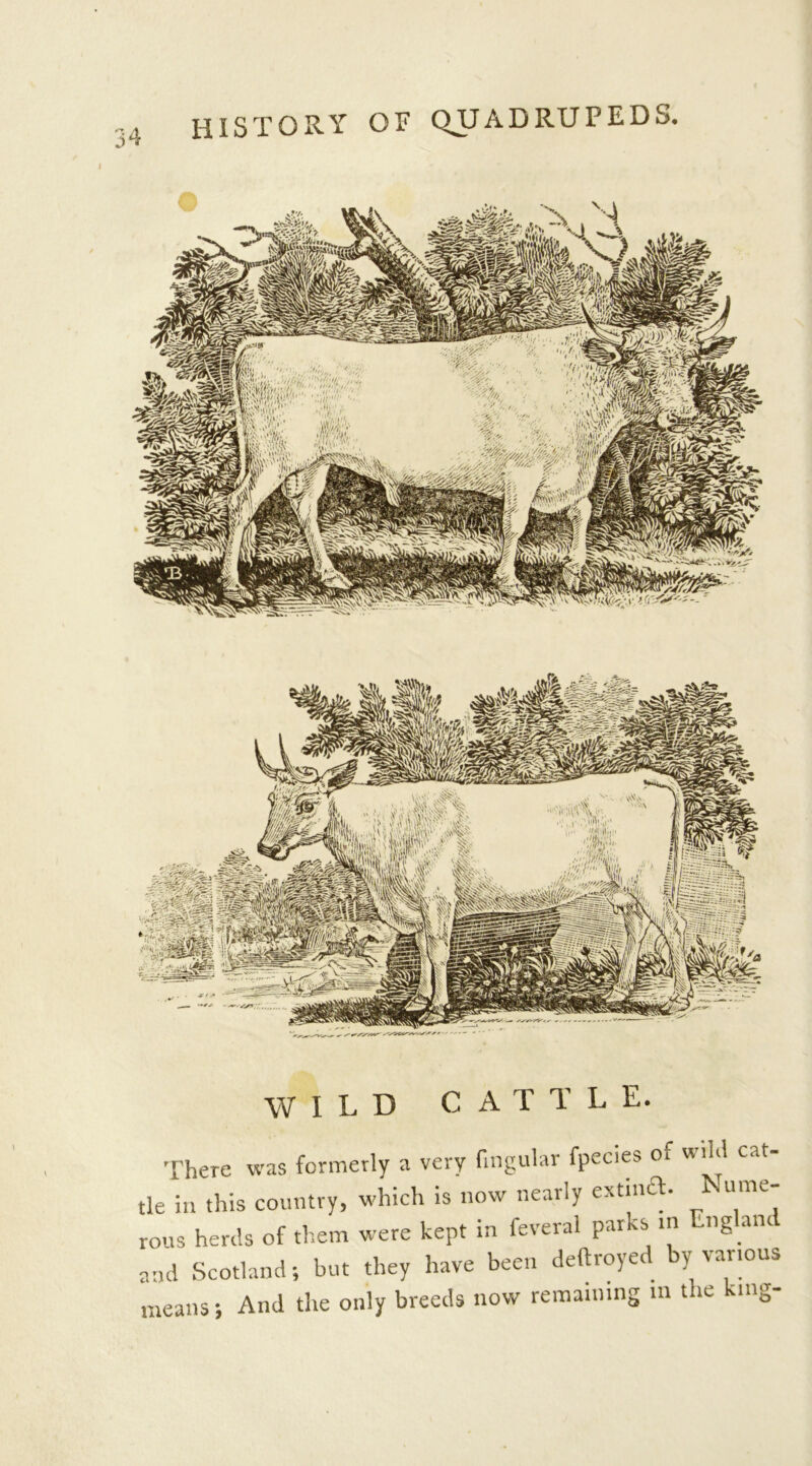 J T WILD G A T T L E. There was formerly a very fmgular fpeeie^ oi rriul cat tie In this country, which is now nearly extincT. Nume- rous herds of them were kept in feveral parks in England and Scotland; but they have been deftroyed by various means; And the only breeds now remaining m the king-