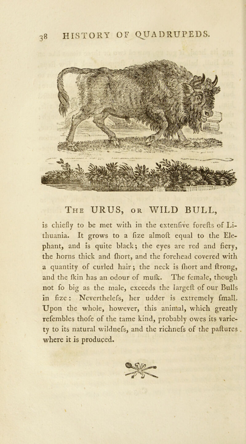 The URUS, or WILD BULL, is chiefly to be met with in the extenfive forefts of Li- thuania. It grows to a fize almofl equal to the Ele- phant, and is quite black; the eyes are red and fiery, the horns thick and fliort, and the forehead covered with a quantity of curled hair; the neck is fliort and ftrong, and the fkin has an odour of mullc. The female, though not fo big as the male, exceeds the larged of our Bulls in fize : Neverthelefs, her udder is extremely fmall. Upon the whole, however, this animal, which greatly refembles thofe of the tame kind, probably owes its varie- ty to its natural wildnefs, and the richnefs of the paftures . where it is produced.