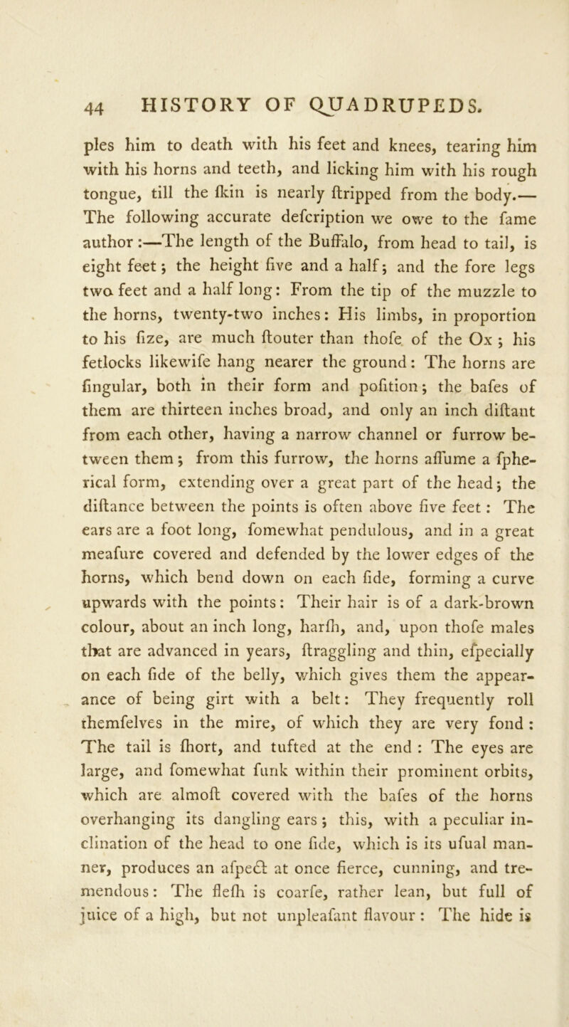 pies him to death with his feet and knees, tearing him with his horns and teeth, and licking him with his rough tongue, till the fkin is nearly (tripped from the body.— The following accurate defcription we owe to the fame author :—The length of the Buffalo, from head to tail, is eight feet *, the height five and a half; and the fore legs two feet and a half long: From the tip of the muzzle to the horns, twenty-two inches: His limbs, in proportion to his fize, are much ftouter than thofe of the Ox ; his fetlocks likewife hang nearer the ground: The horns are fingular, both in their form and pofition; the bafes of them are thirteen inches broad, and only an inch diftant from each other, having a narrow channel or furrow be- tween them; from this furrow, the horns affume a fphe- rical form, extending over a great part of the headj the diftance between the points is often above five feet: The ears are a foot long, fomewhat pendulous, and in a great meafure covered and defended by the lower edges of the horns, which bend down on each fide, forming a curve upwards with the points: Their hair is of a dark-brown colour, about an inch long, harfh, and, upon thofe males that are advanced in years, draggling and thin, efpecially on each fide of the belly, which gives them the appear- ance of being girt with a belt: They frequently roll themfelves in the mire, of which they are very fond : The tail is fhort, and tufted at the end : The eyes are large, and fomewhat funk within their prominent orbits, which are almoft covered with the bafes of the horns overhanging its dangling ears *, this, with a peculiar in- clination of the head to one fide, which is its ufual man- ner, produces an afpedf at once fierce, cunning, and tre- mendous : The flefh is coarfe, rather lean, but full of juice of a high, but not unpleafant flavour : The hide is