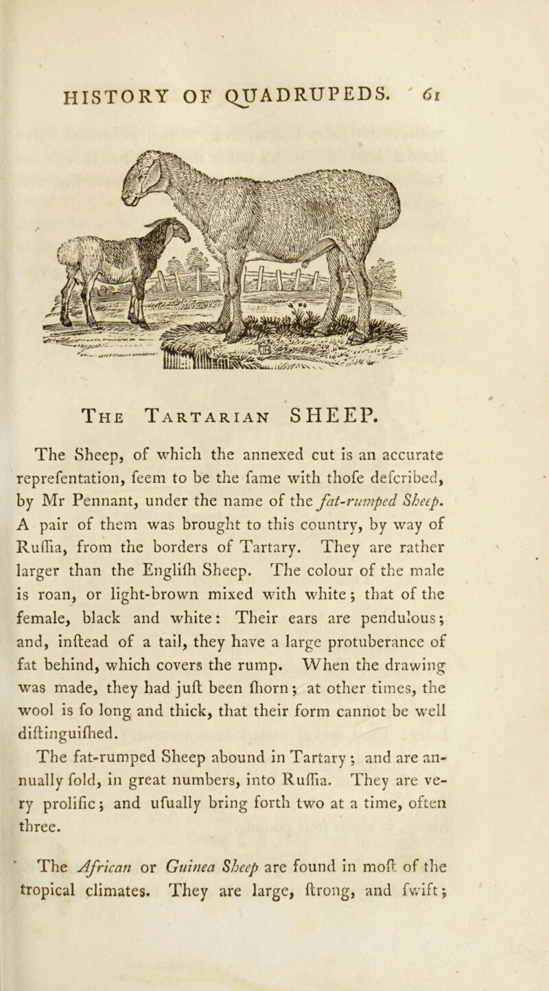 The Tartarian SHEEP. The Sheep, of which the annexed cut is an accurate reprefentation, feem to be the fame with thofe defcribed, by Mr Pennant, under the name of the fat-rumped Sheep. A pair of them was brought to this country, by way of Ruflia, from the borders of Tartary. They are rather larger than the Englifh Sheep. The colour of the male is roan, or light-brown mixed with white ; that of the female, black and white: Their ears are pendulous; and, inftead of a tail, they have a large protuberance of fat behind, which covers the rump. When the drawing was made, they had juft been {horn; at other times, the wool is fo long and thick, that their form cannot be well diftinguifhed. The fat-rumped Sheep abound in Tartary ; and are an- nually fold, in great numbers, into Ruflia. They are ve- ry prolific; and ufually bring forth two at a time, often / three. The African or Guinea Sheep are found in moft of the tropical climates. They are large, ftrong, and fwift;