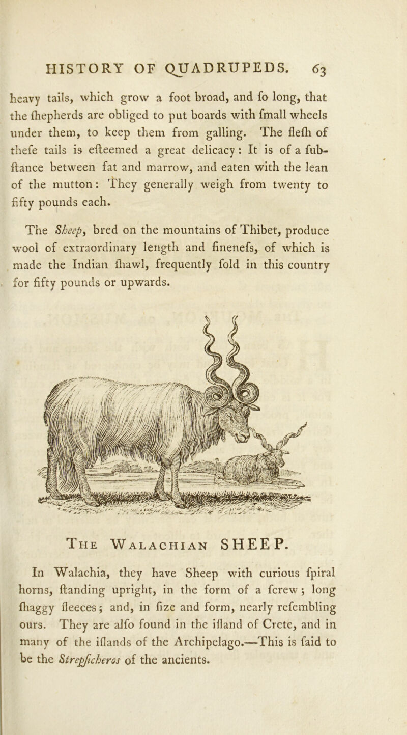 heavy tails, which grow a foot broad, and fo long, that the fhepherds are obliged to put boards with fmall wheels under them, to keep them from galling. The flefh of thefe tails is efteemed a great delicacy : It is of a fub- ftance between fat and marrow, and eaten with the lean of the mutton: They generally weigh from twenty to fifty pounds each. The Sheep, bred on the mountains of Thibet, produce wool of extraordinary length and finenefs, of which is made the Indian (bawl, frequently fold in this country for fifty pounds or upwards. The Walachian SHEEP. In Walachia, they have Sheep with curious fpiral horns, (landing upright, in the form of a fcrew ; long fhaggy fleeces; and, in fize and form, nearly refembling ours. They are alfo found in the ifland of Crete, and in many of the iflands of the Archipelago.—This is faid to be the Strepfcheros of the ancients.