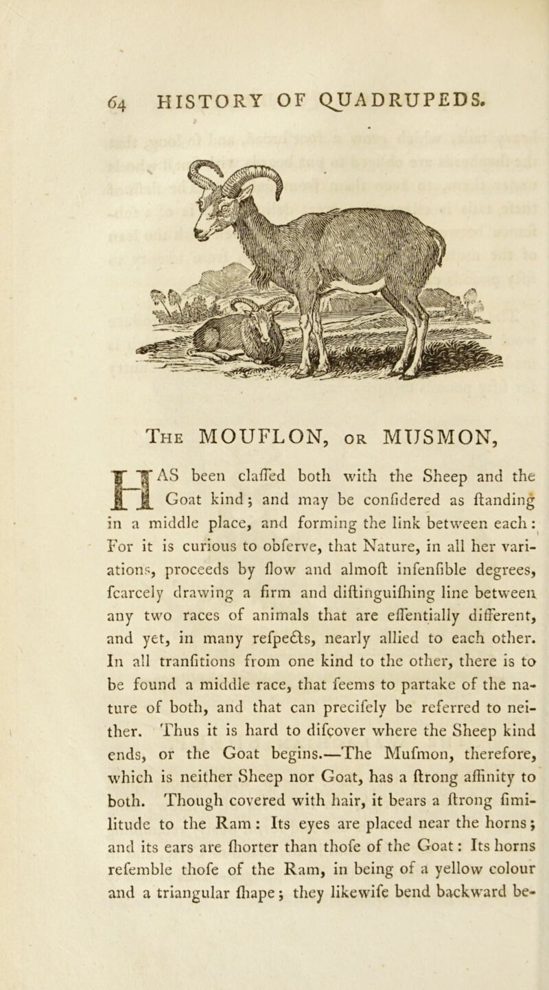 The MOUFLON, or MTJSMON, AS been clafTed both with the Sheep and the Goat kind ; and may be confidered as {landing in a middle place, and forming the link between each: For it is curious to obferve, that Nature, in all her vari- ations, proceeds by flow and almoft infenfible degrees, fcarcely drawing a firm and diftinguifhing line between any two races of animals that are effientially different, and yet, in many refpe£ts, nearly allied to each other. In all tranfitions from one kind to the other, there is to be found a middle race, that feems to partake of the na- ture of both, and that can precifely be referred to nei- ther. Thus it is hard to difcover where the Sheep kind ends, or the Goat begins.—The Mufmon, therefore, which is neither Sheep nor Goat, has a ftrong affinity to both. Though covered with hair, it bears a ftrong fimi- litude to the Ram : Its eyes are placed near the horns; and its ears are fhorter than thofe of the Goat: Its horns referable thofe of the Ram, in being of a yellow colour and a triangular fhape j they likewife bend backward be-