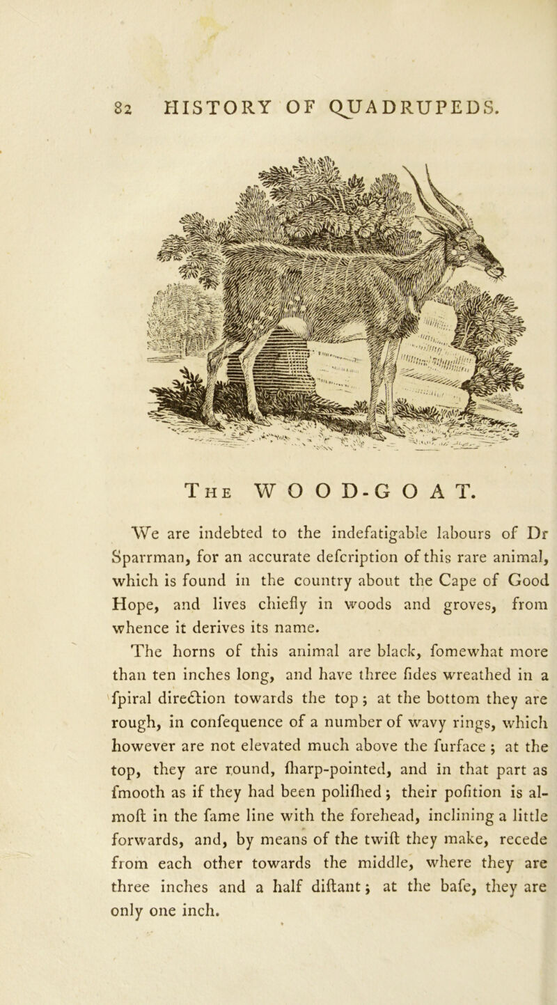 The WOOD-GOAT. AYe are indebted to the indefatigable labours of Dr Sparrman, for an accurate defcription of this rare animal, which is found in the country about the Cape of Good Hope, and lives chiefly in woods and groves, from whence it derives its name. The horns of this animal are black, fomewhat more than ten inches long, and have three fides wreathed in a fpiral direction towards the top ; at the bottom they are rough, in confequence of a number of wavy rings, which however are not elevated much above the furface ; at the top, they are round, {harp-pointed, and in that part as fmooth as if they had been polifhed; their pofition is al- moft in the fame line with the forehead, inclining a little forwards, and, by means of the twill they make, recede from each other towards the middle, where they are three inches and a half diftant j at the bafe, they are only one inch.