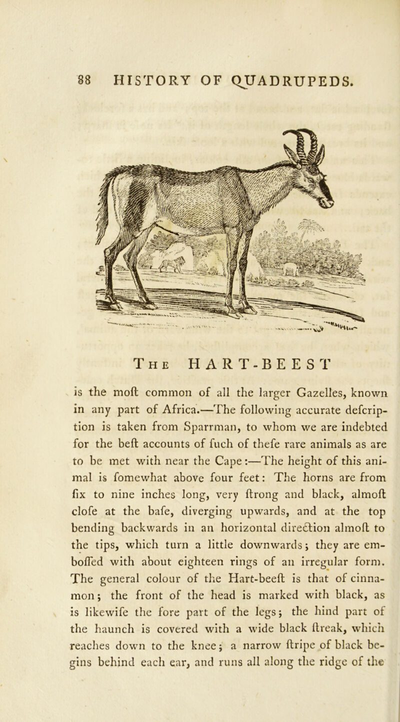 The HART -BEES T is the moil common of all the larger Gazelles, known in any part of Africa.—The following accurate defcrip- tion is taken from Sparrman, to whom we are indebted for the belt accounts of fuch of thefe rare animals as are to be met with near the Cape :—The height of this ani- mal is fomewhat above four feet: The horns are from fix to nine inches long, very ftrong and black, almofl: clofe at the bafe, diverging upwards, and at the top bending backwards in an horizontal direction almofl: to the tips, which turn a little downwards; they are em- bofled with about eighteen rings of an irregular form. The general colour of the Hart-beeft is that of cinna- mon ; the front of the head is marked with black, as is likewife the fore part of the legs; the hind part of the haunch is covered with a wide black break, which reaches down to the knee; a narrow ftripe of black be- gins behind each ear, and runs all along the ridge of the