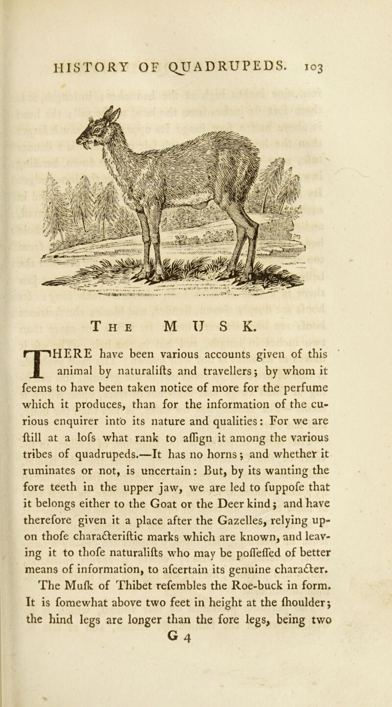 The MUSK. THERE have been various accounts given of this animal by naturalifts and travellers; by whom it feems to have been taken notice of more for the perfume which it produces, than for the information of the cu- rious enquirer into its nature and qualities: For we are {till at a lofs what rank to aflign it among the various tribes of quadrupeds.—It has no horns; and whether it ruminates or not, is uncertain: But, by its wanting the fore teeth in the upper jaw, we are led to fuppofe that it belongs either to the Goat or the Deer kind; and have therefore given it a place after the Gazelles, relying up- on thofe chara&eriftic marks which are known, and leav- ing it to thofe naturalifts who may be pofiefied of better means of information, to afcertain its genuine character. The Muflt of Thibet refembles the Roe-buck in form. It is fomewhat above two feet in height at the fhoulder; the hind legs are longer than the fore legs, being two G4