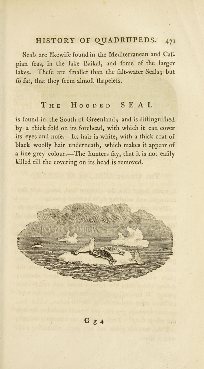 Seals are Kkewife found in the Mediterranean and Caf- pian feas, in the lake Baikal, and fome of the larger lakes. Thefe are fmaller than the fait-water Seals j but fo fat, that they feem almoft fhapelefs. The Hooded SEAL is found in the South of Greenland; and is diftinguifhed by a thick fold on its forehead, with which it can cover its eyes and nofe. Its hair is white, with a thick coat of black woolly hair underneath, which makes it appear of a fine grey colour.-—The hunters fay, that it is not eafily killed till the covering on its head is removed.