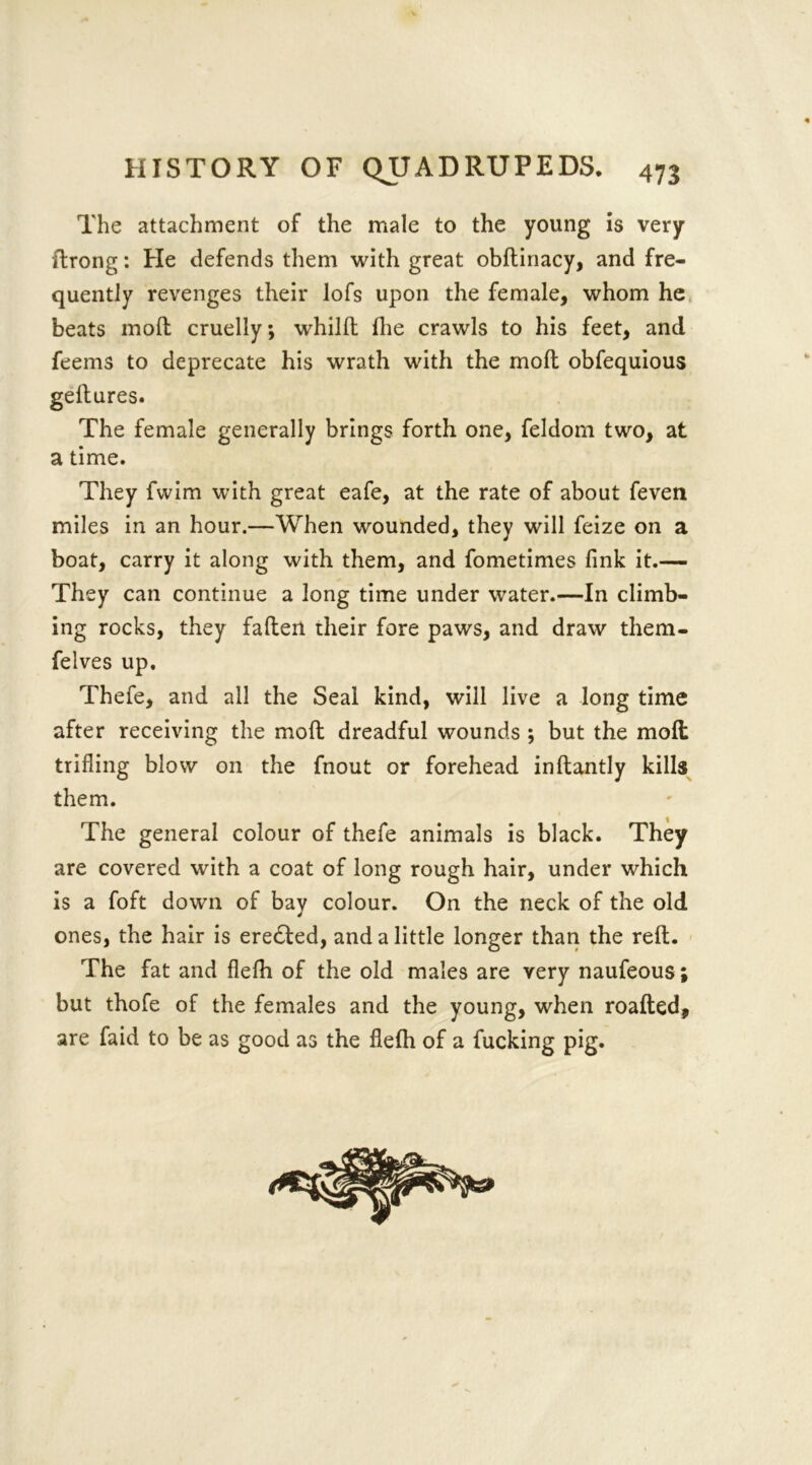 The attachment of the male to the young is very ftrong: He defends them with great obftinacy, and fre- quently revenges their lofs upon the female, whom he beats moll cruelly; whillt Ihe crawls to his feet, and feems to deprecate his wrath with the molt obfequious gellures. The female generally brings forth one, feldom two, at a time. They fwim with great eafe, at the rate of about feven miles in an hour.—When wounded, they will feize on a boat, carry it along with them, and fometimes fink it.— They can continue a long time under water.—In climb- ing rocks, they fallen their fore paws, and draw them- felves up. Thefe, and all the Seal kind, will live a long time after receiving the moll dreadful wounds ; but the moll trifling blow on the fnout or forehead inltantly kills them. The general colour of thefe animals is black. They are covered with a coat of long rough hair, under which is a foft down of bay colour. On the neck of the old ones, the hair is ere£led, and a little longer than the reft. The fat and flefh of the old males are very naufeous; but thofe of the females and the young, when roafted, are faid to be as good as the flelh of a fucking pig.