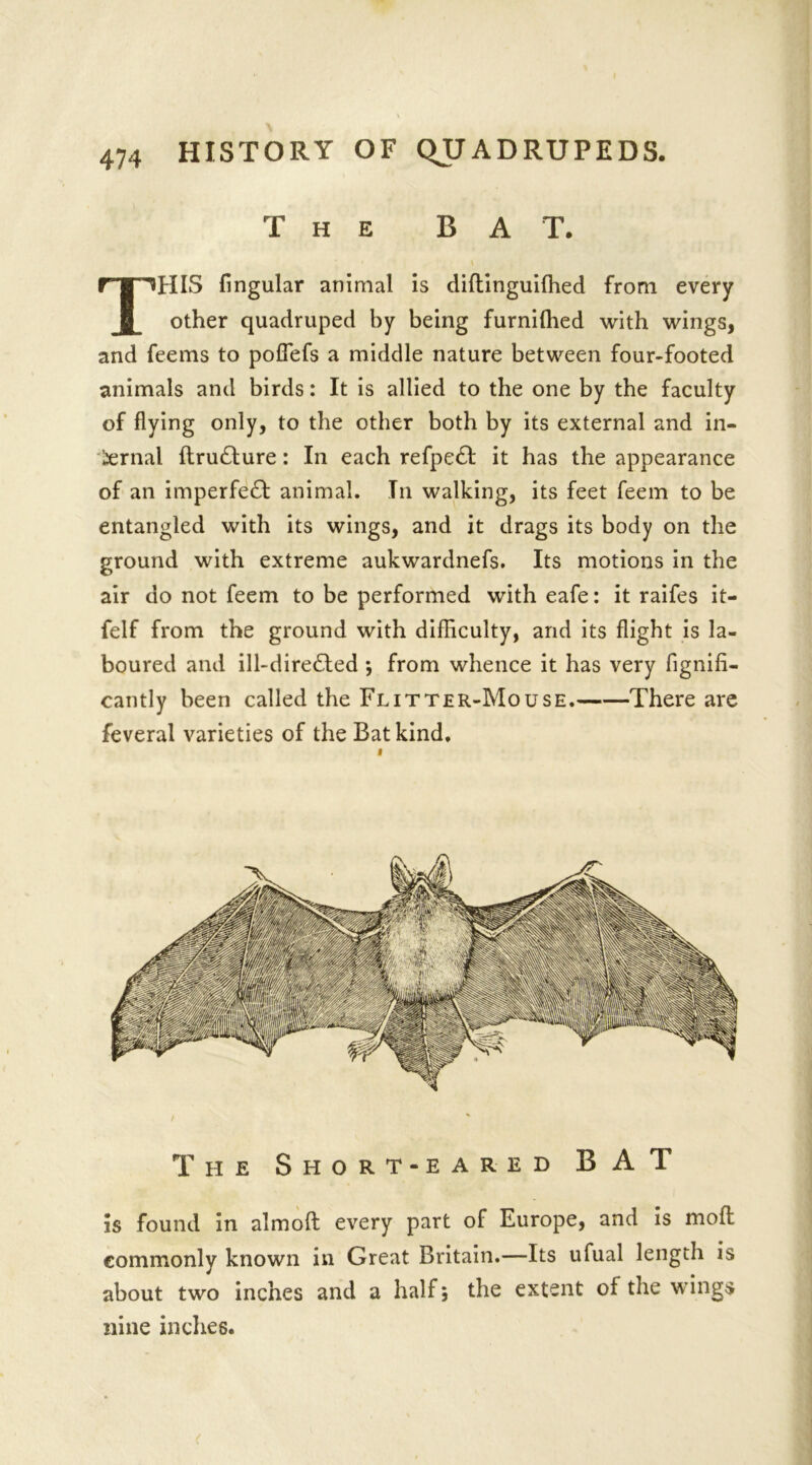 The BAT. THIS lingular animal is diftinguiffied from every other quadruped by being furnifhed with wings, and feems to poflefs a middle nature between four-footed animals and birds: It is allied to the one by the faculty of flying only, to the other both by its external and in- ternal ftru£lure: In each refpe£t it has the appearance of an imperfect animal. In walking, its feet feem to be entangled with its wings, and it drags its body on the ground with extreme aukwardnefs. Its motions in the air do not feem to be performed with eafe: it raifes it- felf from the ground with difficulty, and its flight is la- boured and ill-dire£ted *, from whence it has very fignifi- cantly been called the Flitter-Mouse. There are feveral varieties of the Bat kind. The Short-eared BAT is found in almoft every part of Europe, and is moil commonly known in Great Britain.—Its ufual length is about two inches and a half; the extent of the wings nine incites.