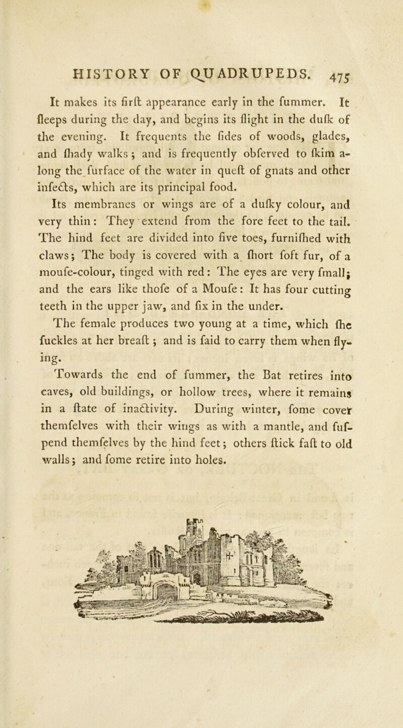 It makes its firfl appearance early in the fummer. It fleeps during the day, and begins its flight in the dufk of the evening. It frequents the fides of woods, glades, and fhady walks ; and is frequently obferved to fkim a- long the furface of the water in queft of gnats and other infedts, which are its principal food. Its membranes or wings are of a dufky colour, and very thin: They'extend from the fore feet to the tail. The hind feet are divided into five toes, furnifhed with claws; The body is covered with a fhort loft fur, of a moufe-colour, tinged with red: The eyes are veryfmallj and the ears like thofe of a Moufe: It has four cutting teeth in the upper jaw, and fix in the under. The female produces two young at a time, which fhc fuckles at her breafl; and is faid to carry them when fly- ing. Towards the end of fummer, the Bat retires into caves, old buildings, or hollow trees, where it remains in a flate of inadtivity. During winter, fome cove* themfelves with their wings as with a mantle, and fuf- pend themfelves by the hind feet; others flick fail to old walls; and fome retire into holes.