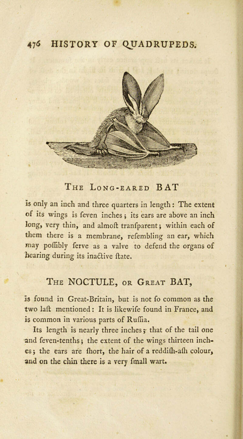 Th e Long-eared BAT is only an inch and three quarters in length: The extent of its wings is feven inches; its ears are above an inch long, very thin, and almofb tranfparent; within each of them there is a membrane, refembling an ear, which may pofEibly ferve as a valve to defend the organs of hearing during its inactive ftate. The NOCTULE, or Great BAT, is found in Great-Britain, but is not fo common as the two laft mentioned: It is likewife found in France, and is common in various parts of Ruflia. Its length is nearly three inches, that of the tail one and feven-tenths; the extent of the wings thirteen inch- es ; the ears are fhort, the hair of a reddilh-alh colour, and on the chin there is a very fmall wart.