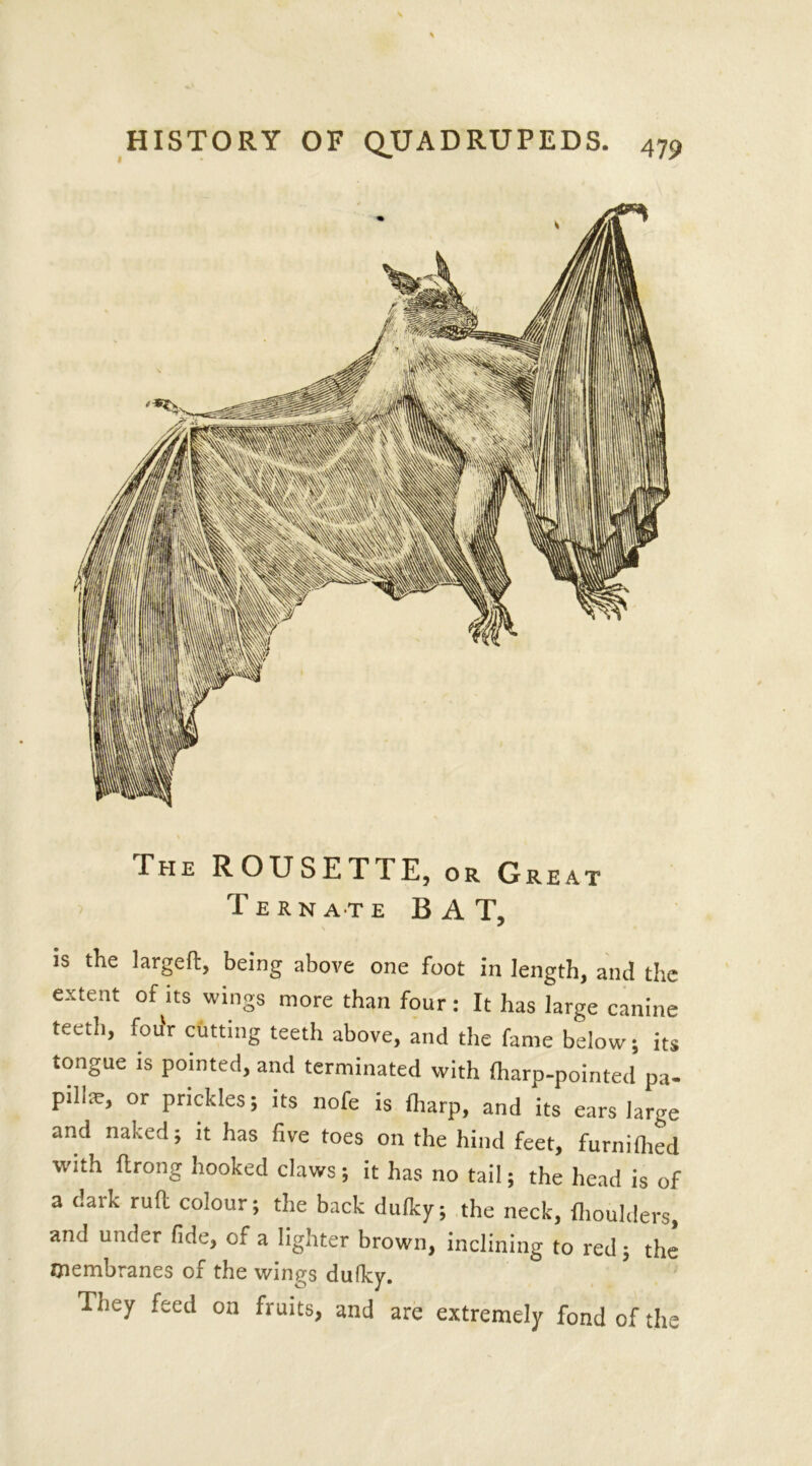 The ROUSETTE, or Great T ERNATE BAT, is the largeft, being above one foot in length, and the extent of its wings more than four : It has large canine teeth, fou'r cutting teeth above, and the fame below; its tongue is pointed, and terminated with (harp-pointed pa- pills, or prickles; its nofe is (harp, and its ears large and naked; it has five toes on the hind feet, furnifiied with ftrong hooked claws; it has no tail; the head is of a dark ruil colour; the back dulky; the neck, lhoulders, and under fide, of a lighter brown, inclining to red; the membranes of the wings dufky. Tney feed on fruits, and are extremely fond of the